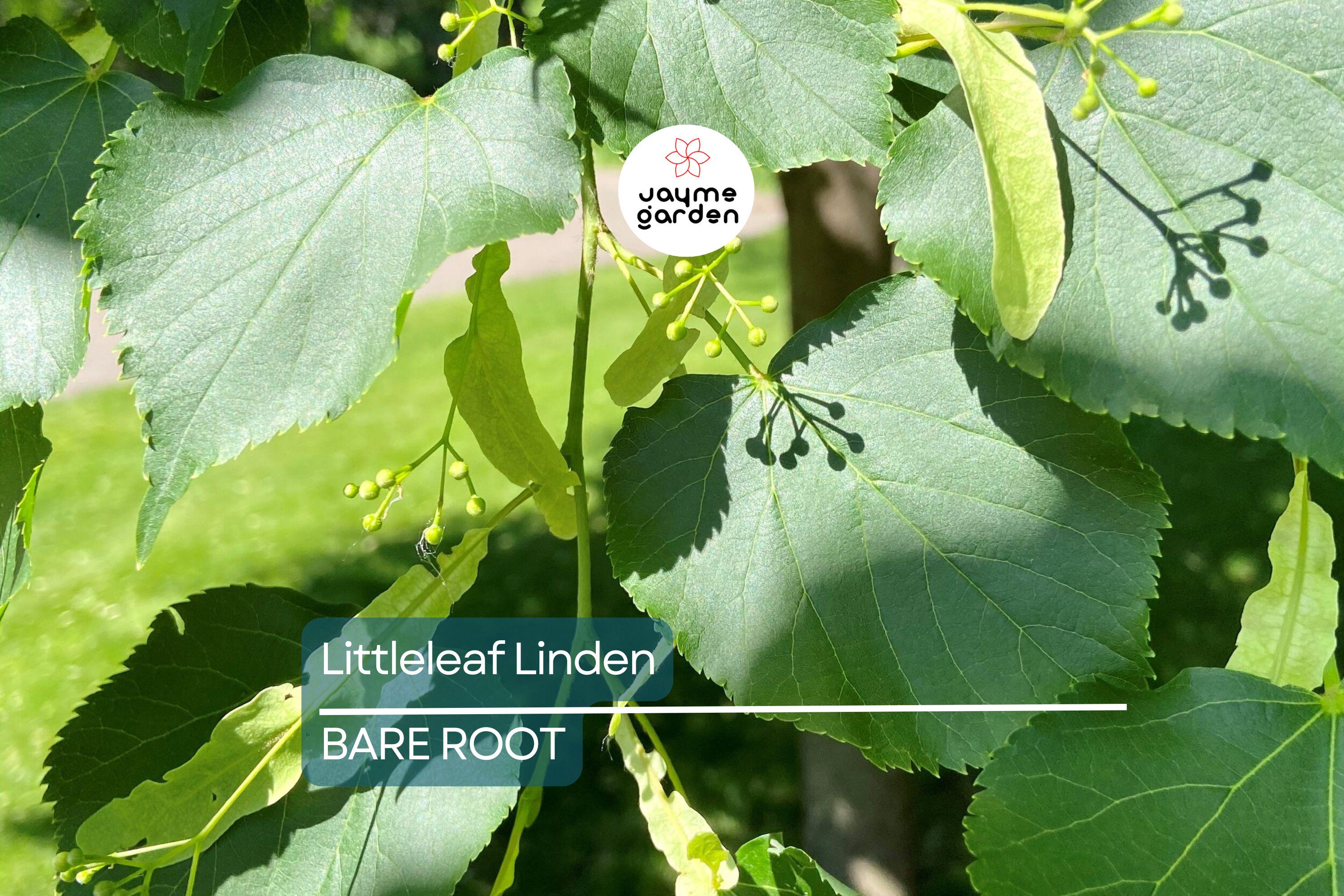 Littleleaf Linden Tree, Tilia Cordata, Live Bare Root, Pyramidal Shape, Fragrant Yellow Flowers, Shade Tree, 2-3’ Tall, Zones 3-8