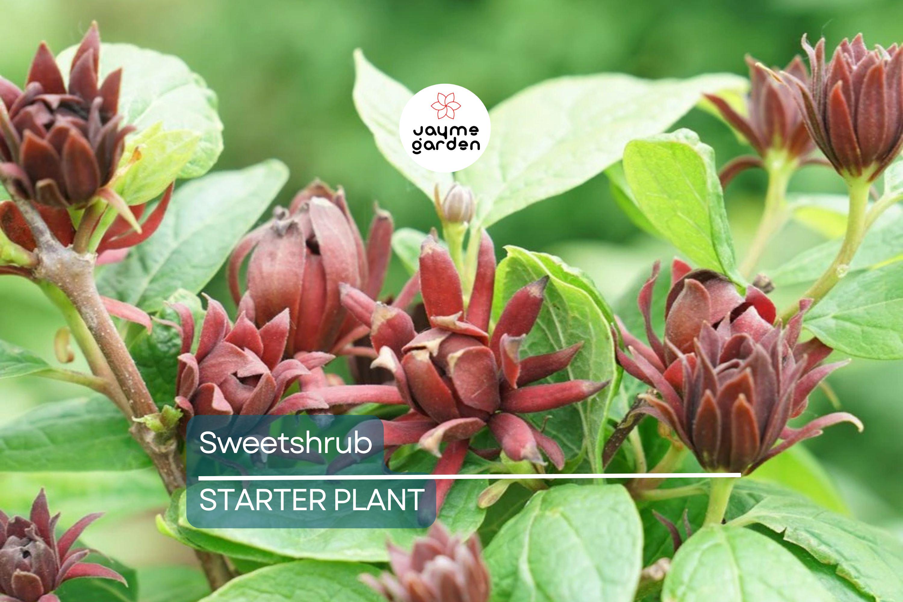 Sweetshrub Seedlings for Planting | Live Starter Plants | Hardy Low-Maintenance Shrub | CZ Grain Quality | Perfect for Garden & Yard