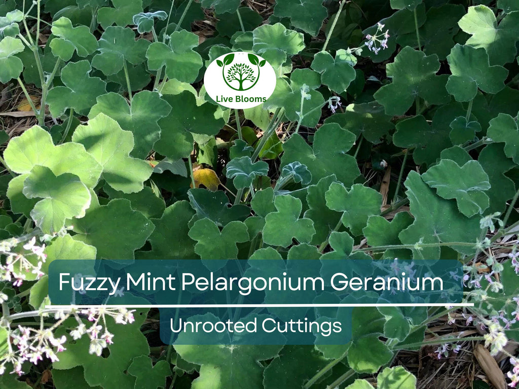 3 Rare Fuzzy Mint Scented Pelargonium Geranium Unrooted Cuttings 6" - Unique, Fragrant, Perfect for Planting & Propagation