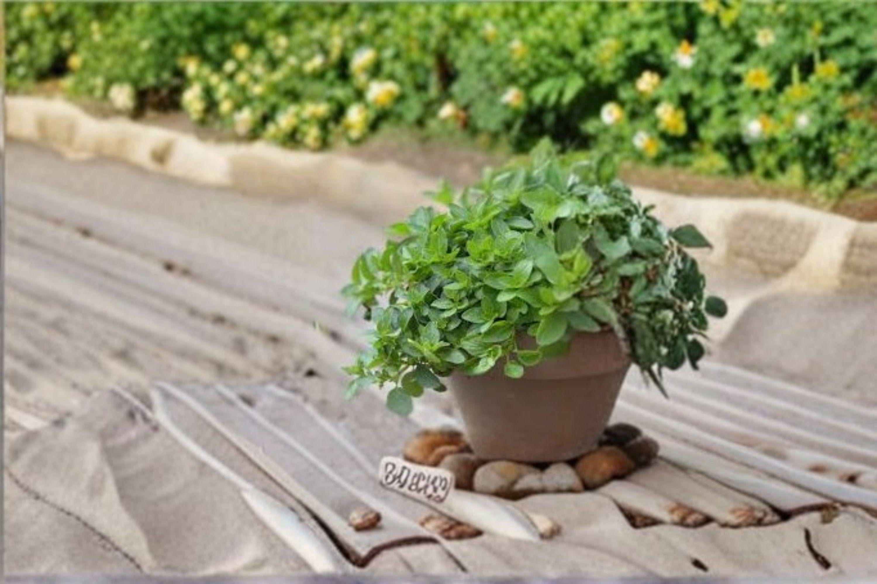 Italian Oregano 100 Seeds | Classic Mediterranean Herb | Robust Flavor | Hardy Perennial