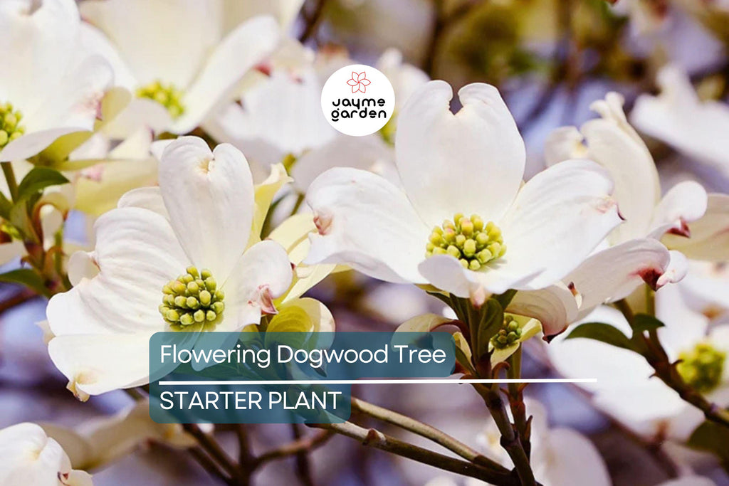 Live Flowering Dogwood Tree - Bare Root 2-3 Ft Plant - Cornus Florida (USDA Zones 4-9)