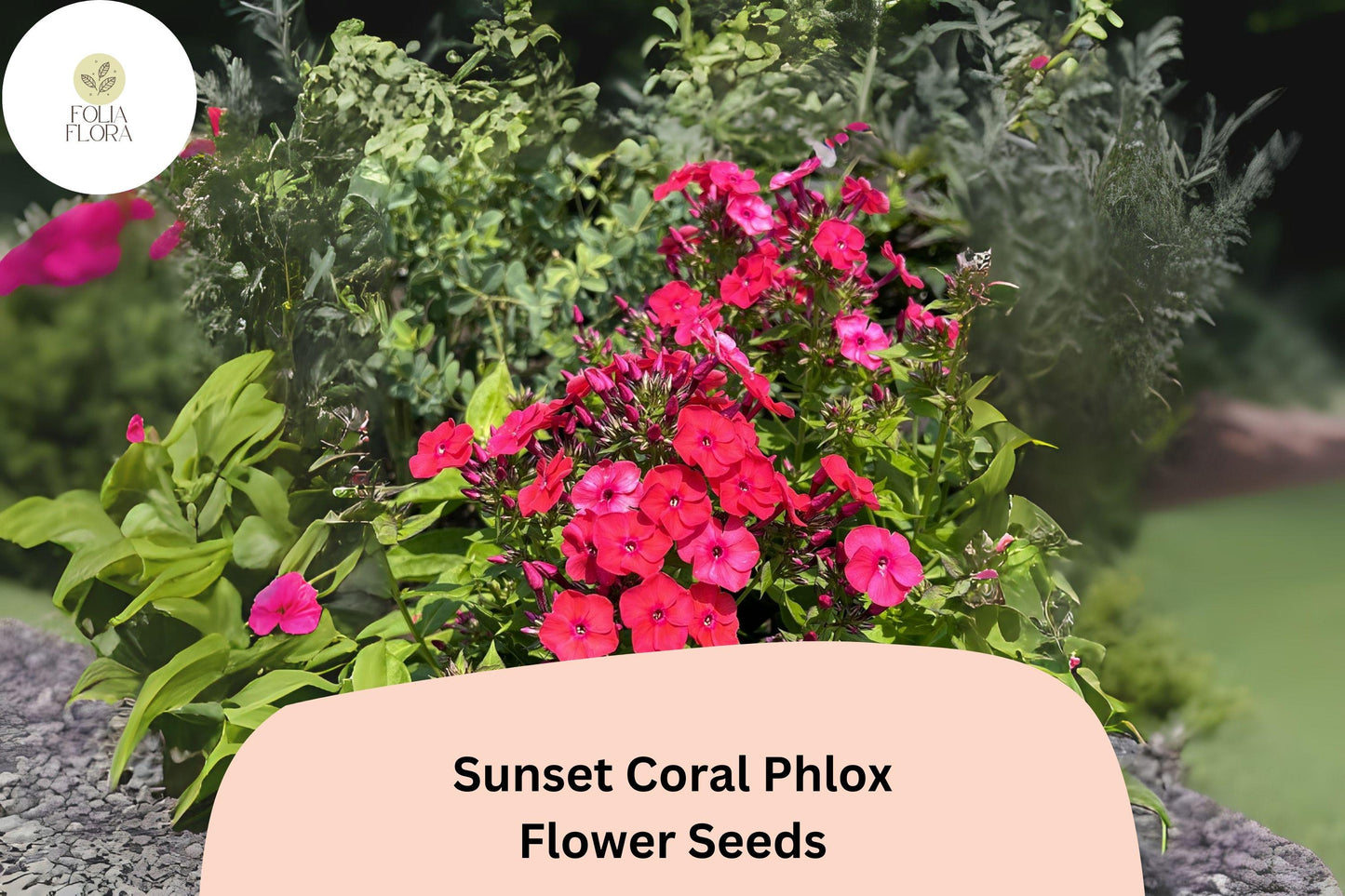 100+ Sunset Coral Phlox Seeds – Vibrant Coral Garden Flowers, Phlox paniculata