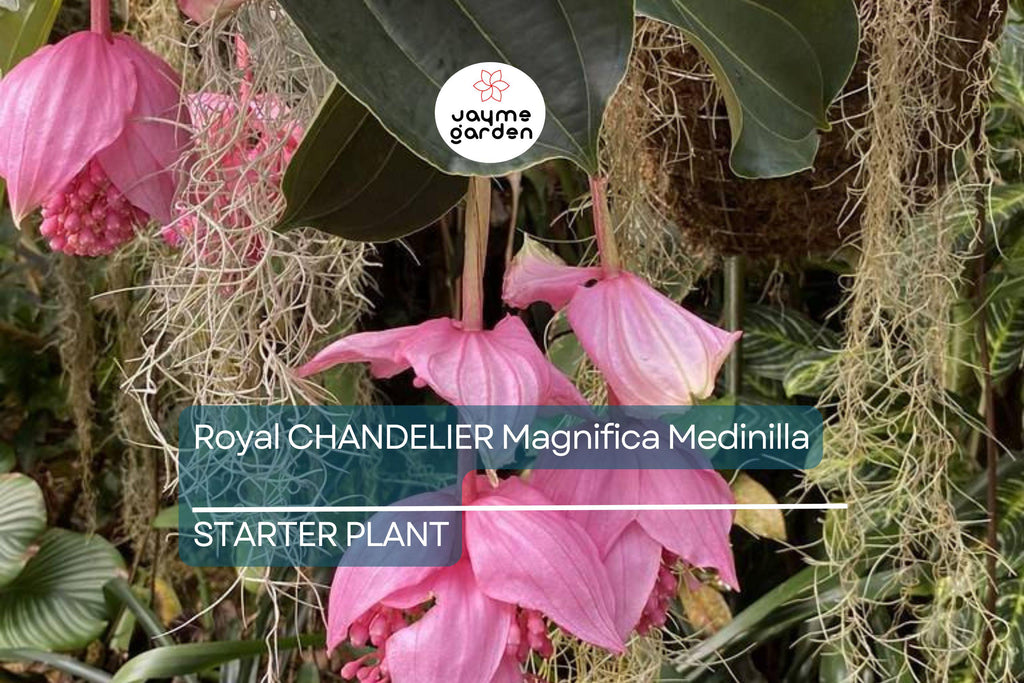 Royal Chandelier Medinilla Malaysian Orchid - Live Starter Plant- Rare, Pink Blooms - Indoor/Outdoor, Well Rooted, Cacti & Succulent