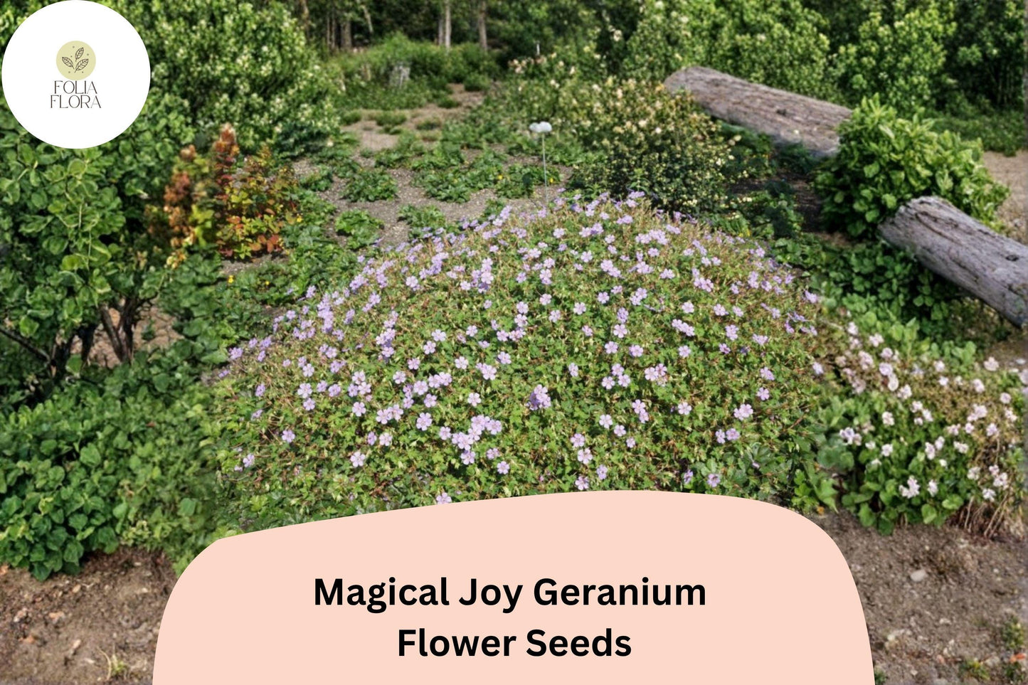 25+ Magical Joy Geranium Seeds for Garden Planting – Purple Flowers, Hardy Perennial