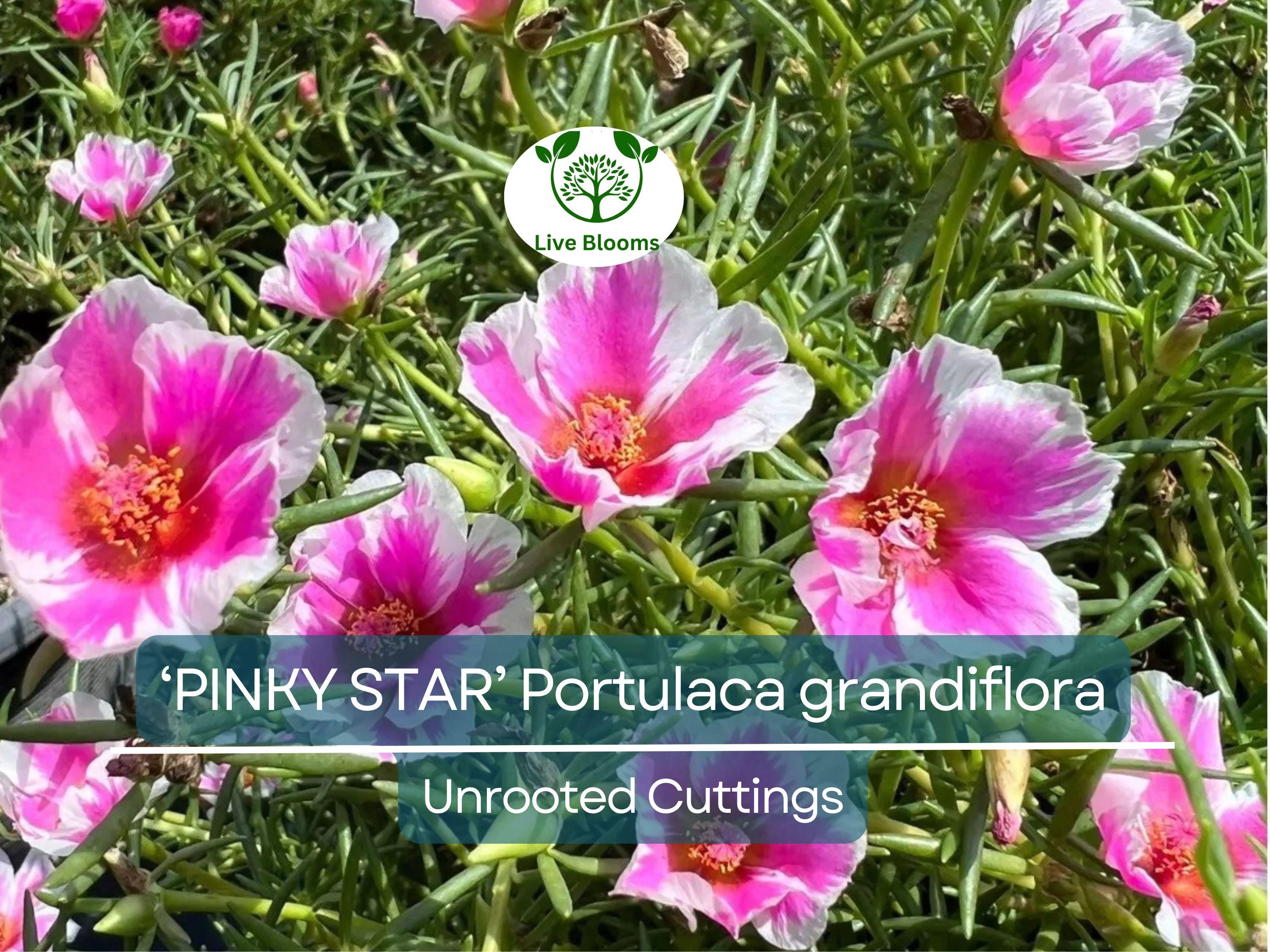 10 PINKY STAR Portulaca grandiflora Unrooted Cuttings 5" - Bright Pink Moss Rose, Vibrant Garden Succulent, Outdoor & Indoor Plant
