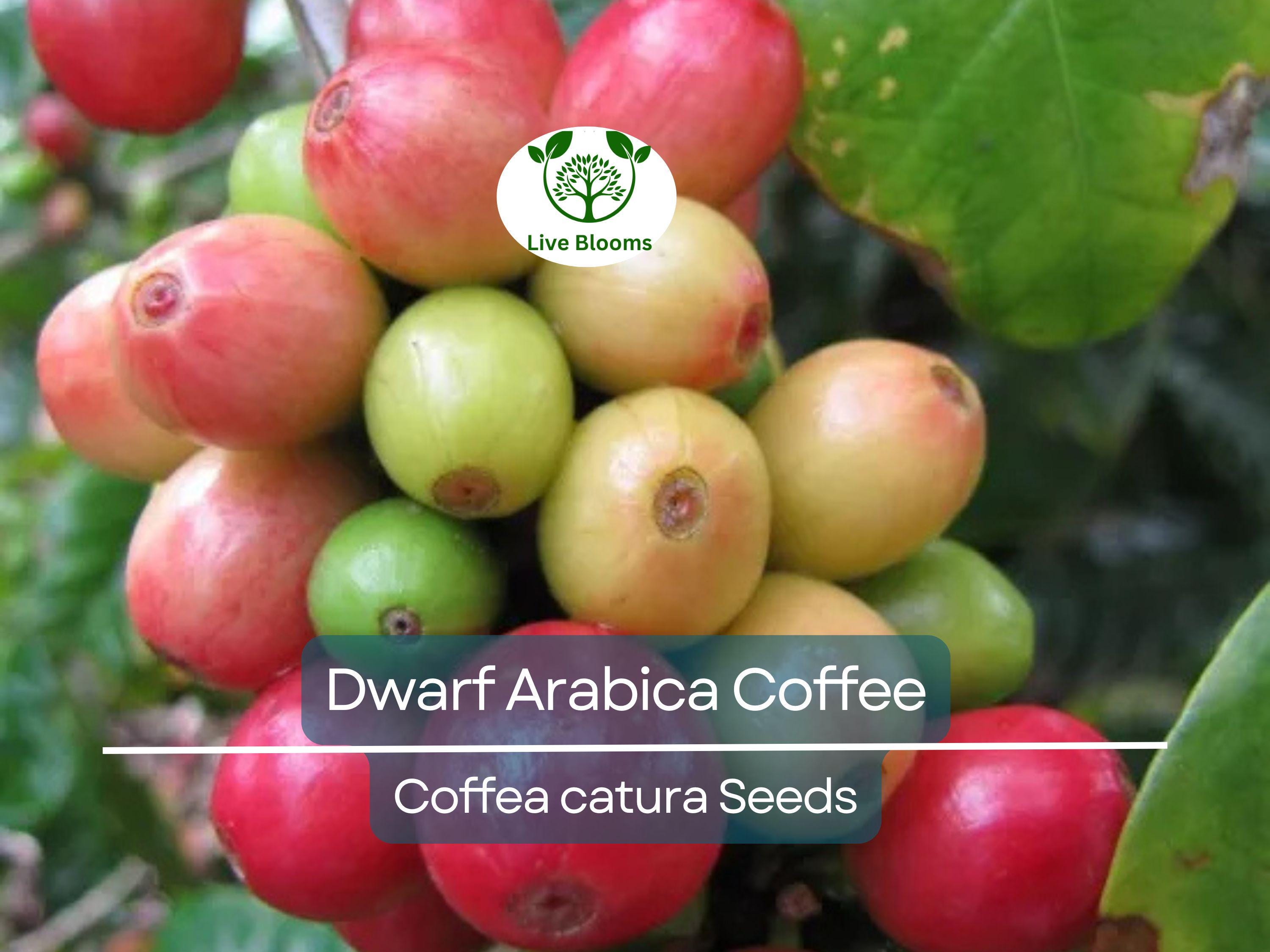 10 DWARF Arabica Coffee Plant Seeds (Coffea catura), Indoor Coffee Bean Tree, Grow Your Own Coffee, Compact Size, Perfect for Home Gardening