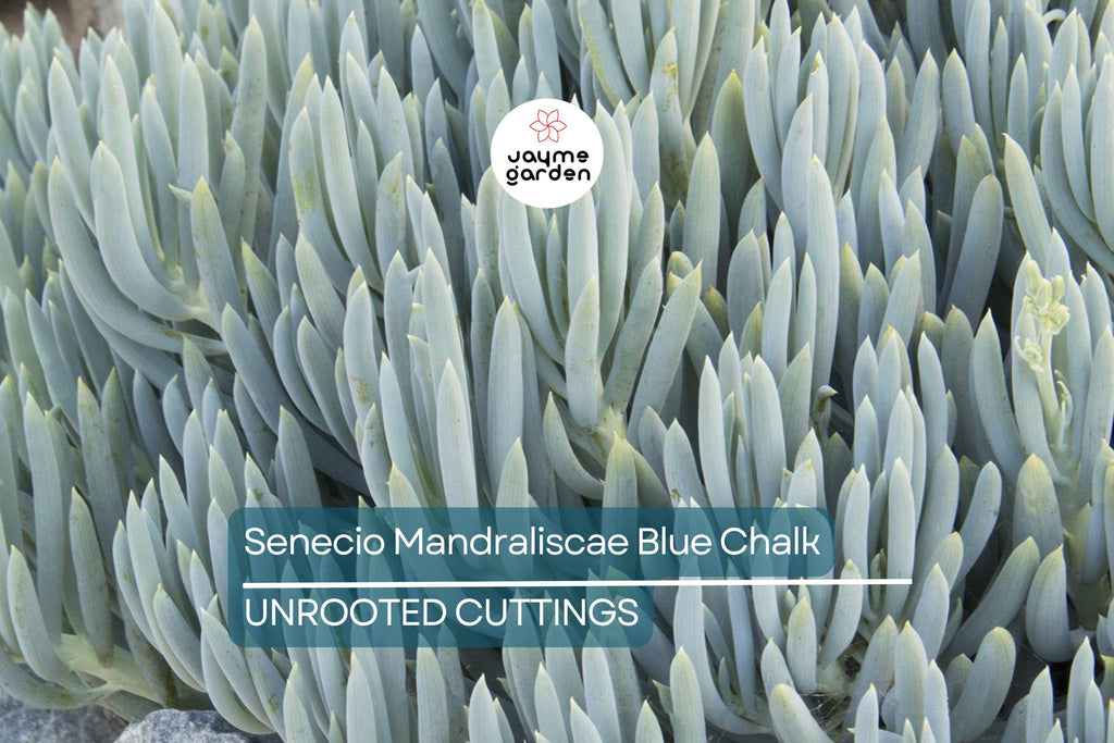 9X Senecio Mandraliscae Blue Chalk Sticks Succulent Cuttings - 5" Long, Drought Tolerant
