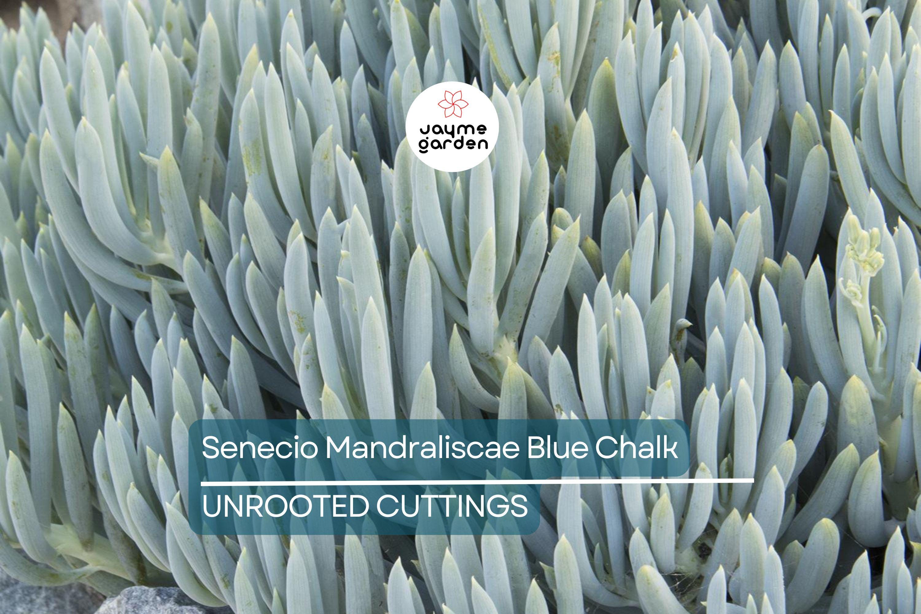 9X Senecio Mandraliscae Blue Chalk Sticks Succulent Cuttings - 5" Long, Drought Tolerant