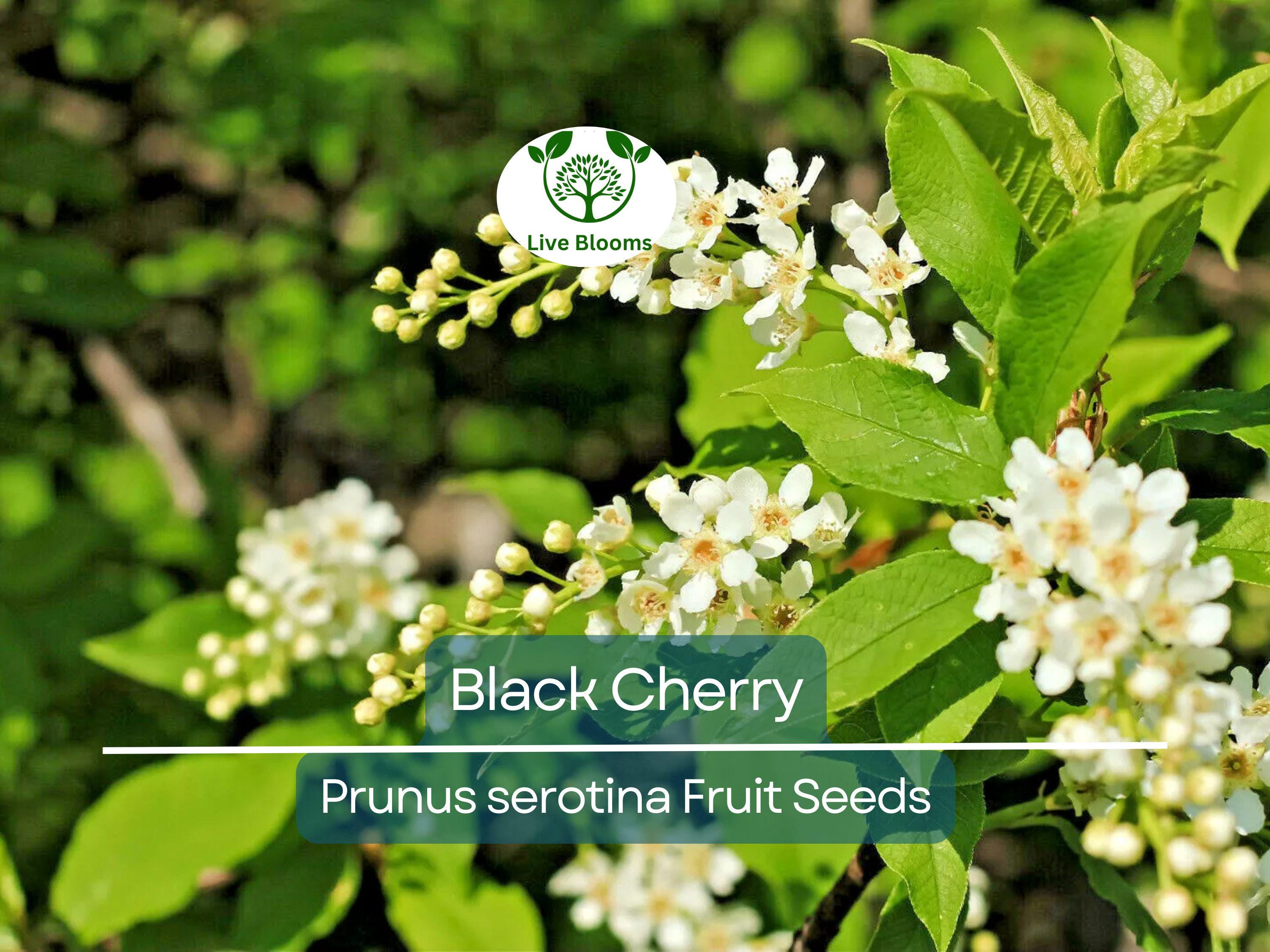 20 Black Cherry Seeds (Prunus serotina), Sweet Edible Fruit, High Yield, Hardy Tree, Perfect for Garden, Jam, Jellies, & Fresh Eating