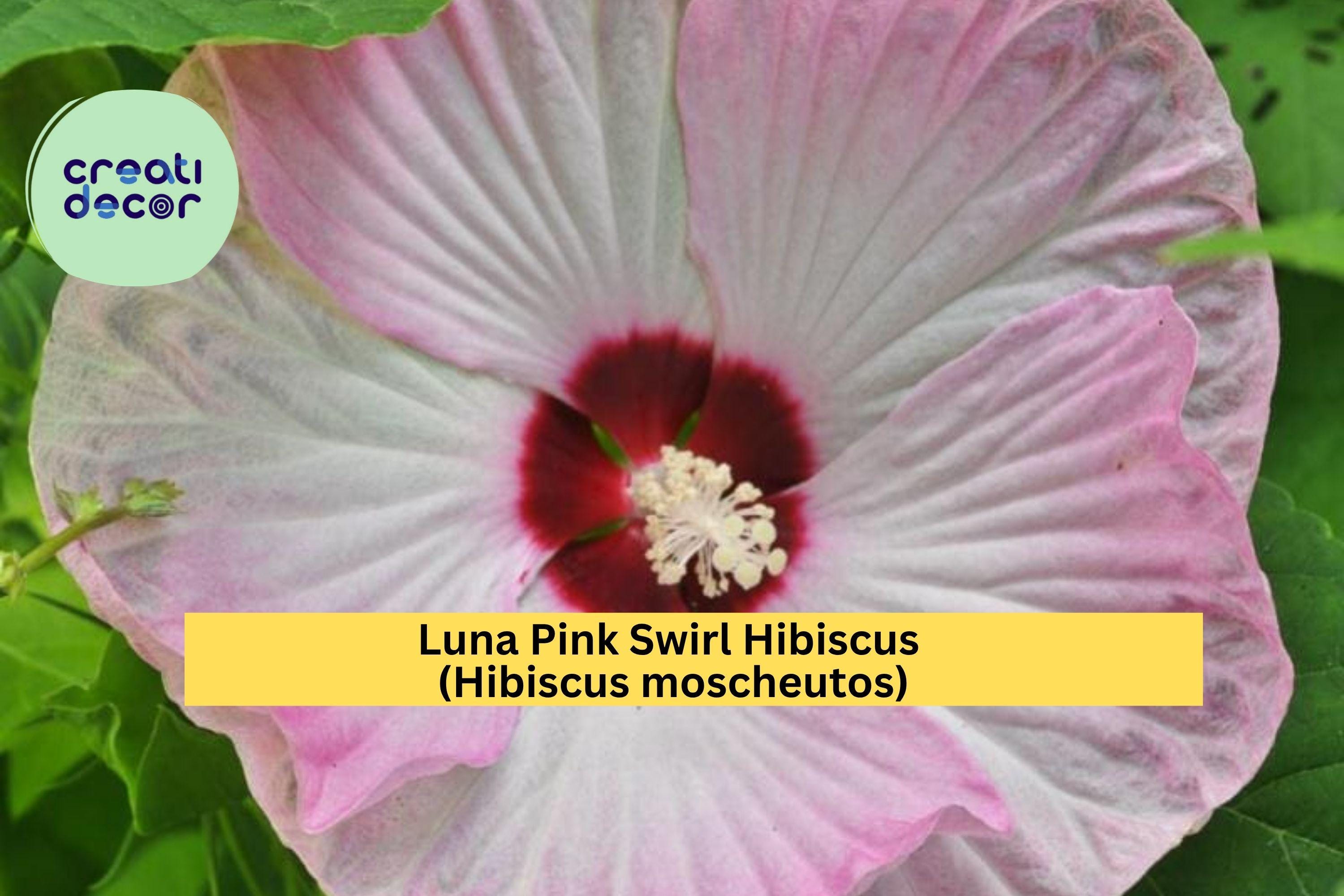 Luna Pink Swirl Hibiscus – Live Hibiscus moscheutos Rooted Starter Plant, Hardy Perennial with Huge 8–10” Pink & White Blooms Zones 5–9