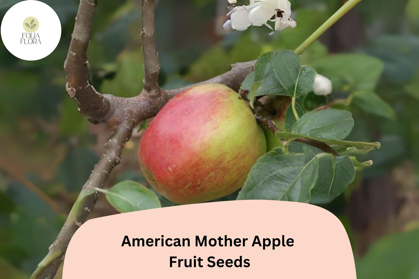 25+ American Mother Apple Seeds | Heirloom Dessert Apple | Malus domestica | Rare Antique Variety | Grow Fruit Tree from Seed