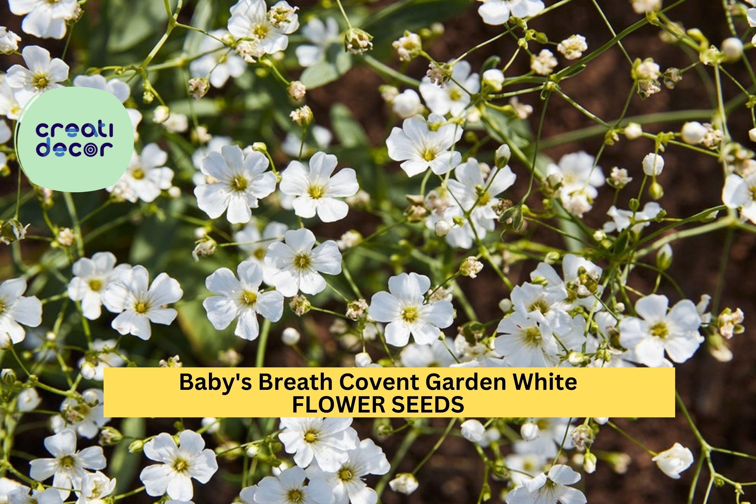3pcs of 300mg Baby’s Breath Covent Garden Seeds – White Blooms for Bouquets, Borders & Cottage Garden Planting Seeds for Planting