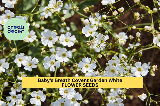3pcs of 300mg Baby’s Breath Covent Garden Seeds – White Blooms for Bouquets, Borders & Cottage Garden Planting Seeds for Planting