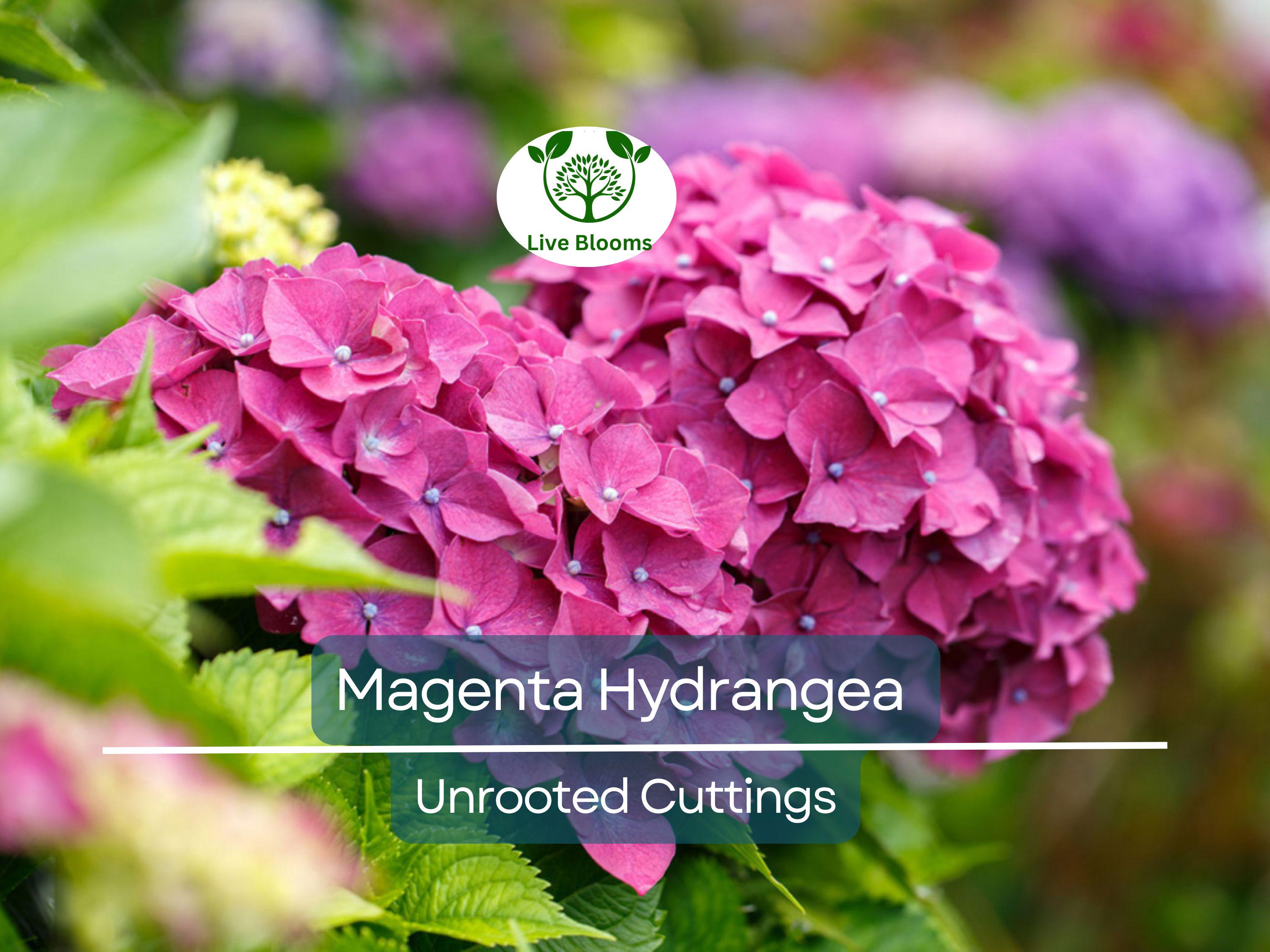 6 Live Fresh Heirloom MAGENTA Hydrangea Cuttings - 6" Unrooted - Easy to Grow, Beautiful Blooms, Hydrangea macrophylla, Garden Plant
