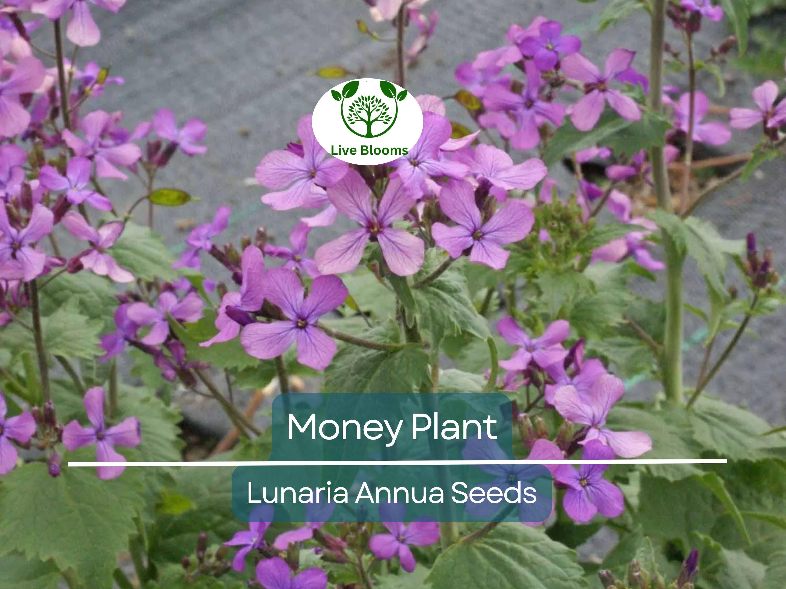 100 Money Plant Seeds – Lunaria annua | Violet Blooms + Silver | Non-GMO | Honesty Plant for Dried Flower Arrangements