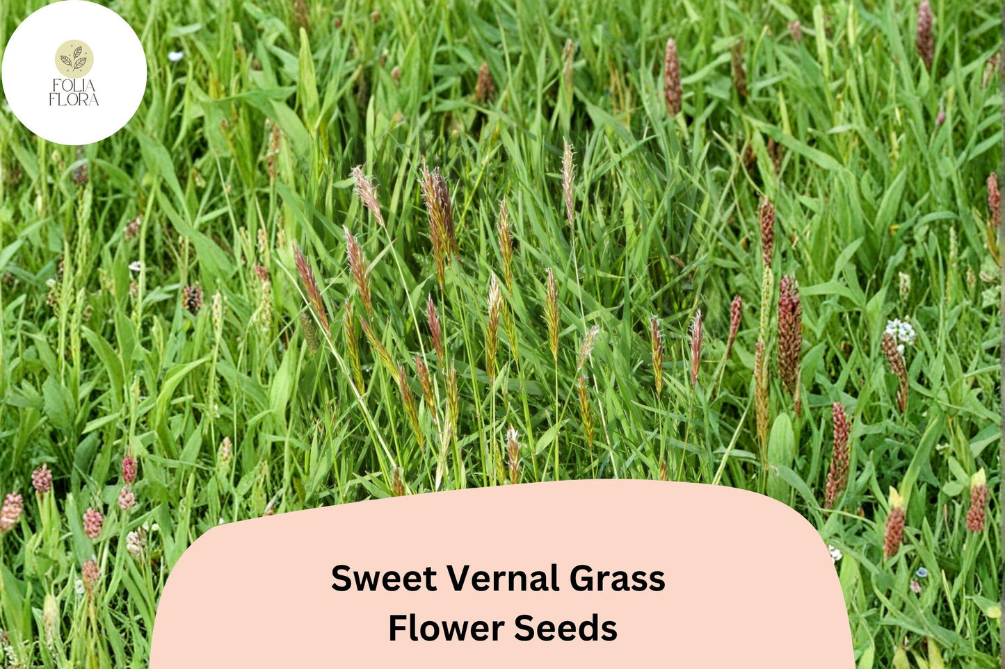 300 Sweet Vernal Grass Seeds (Anthoxanthum odoratum) – Fragrant Ornamental Grass for Garden or Meadow