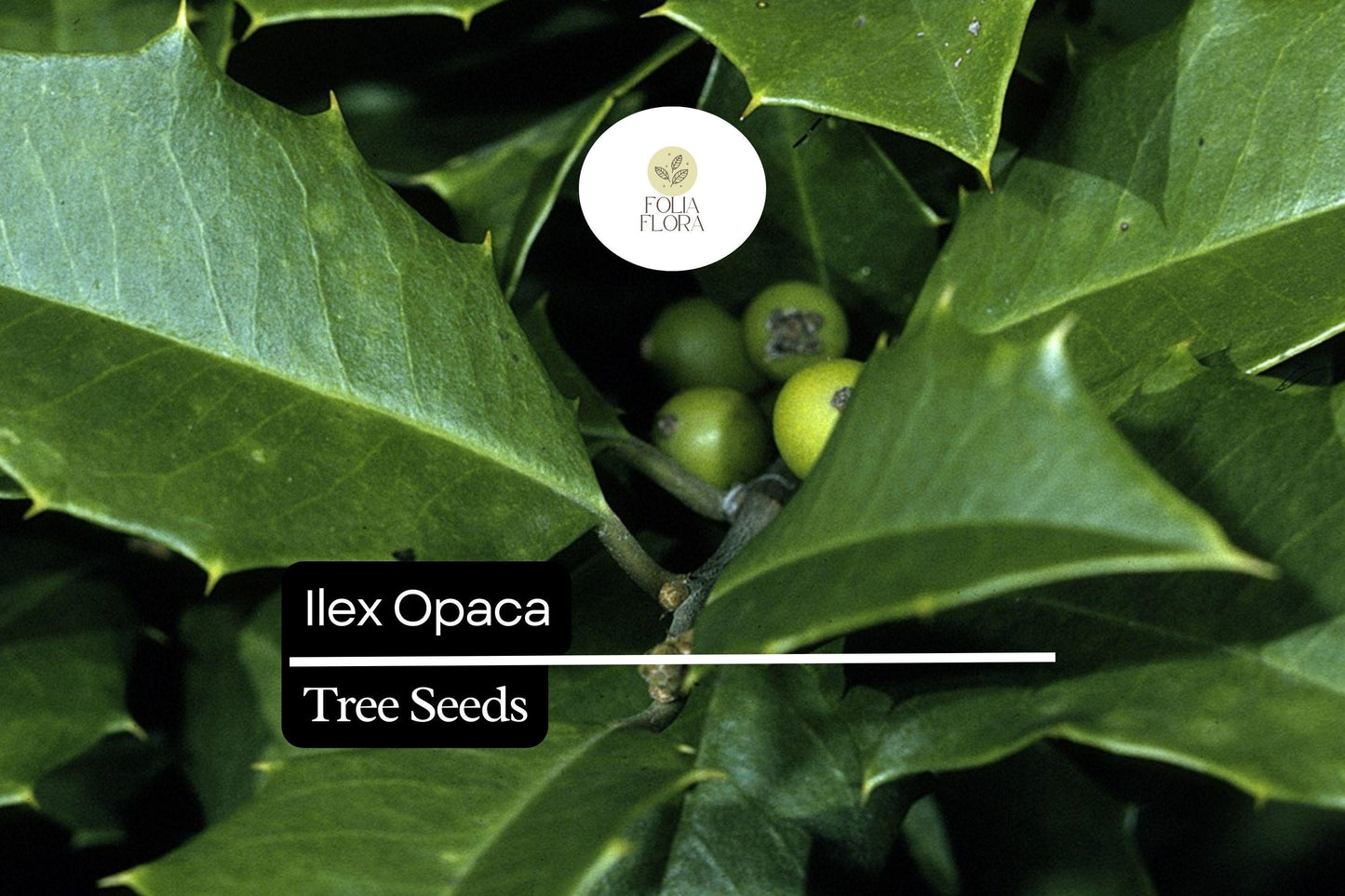 500mg Ilex Opaca, American Holly Seeds, Evergreen Tree with Red Berries