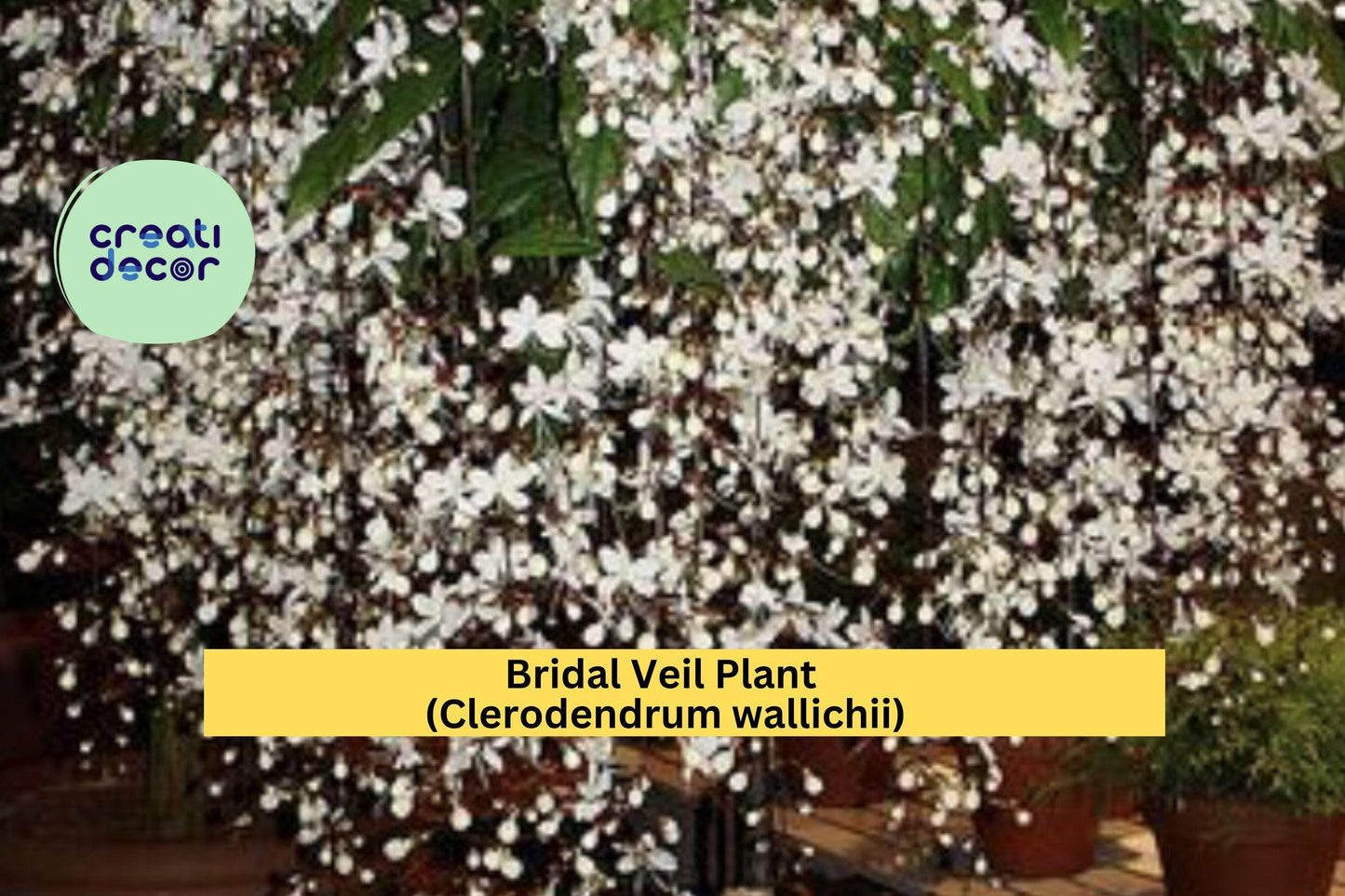 Bridal Veil Plant (Clerodendrum wallichii) – 4″ Live Starter Pot – Rare Cascading White Blooms & Tropical Foliage