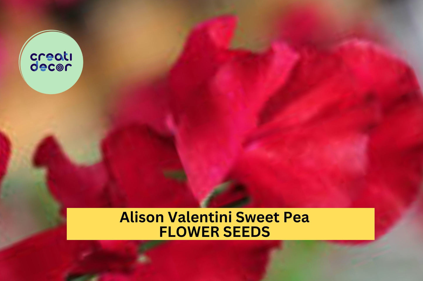 50+ Alison Valentini Sweet Pea Seeds – Lavender Fragrant Blooms for Garden Planting, Climbing Vines for Trellises & Bouquets – USA