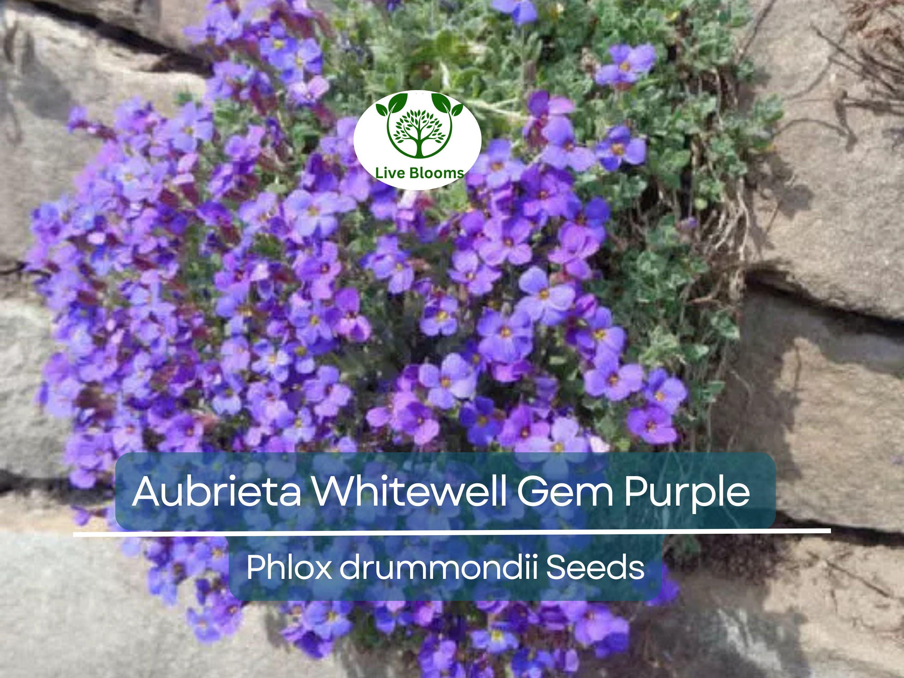 500 Seeds Aubrieta Whitewell Gem, Purple Rock Cress, Groundcover Perennial, Non-GMO, Vibrant Purple Blooms for Gardens & Borders