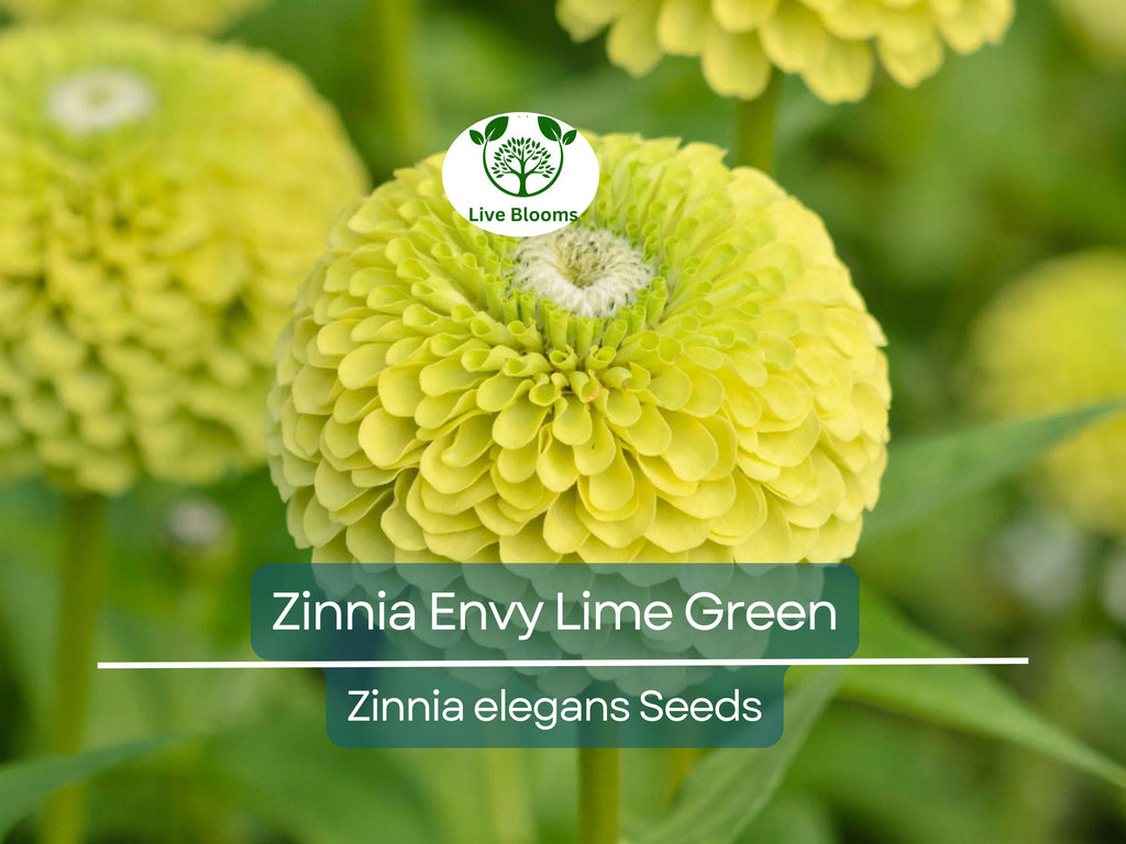 200 Seeds Zinnia Envy Elegans Lime Green Flowers RARE, Non-GMO, Pollinator-Friendly, Butterflies Love, Unique Garden Blooms, Easy to Grow