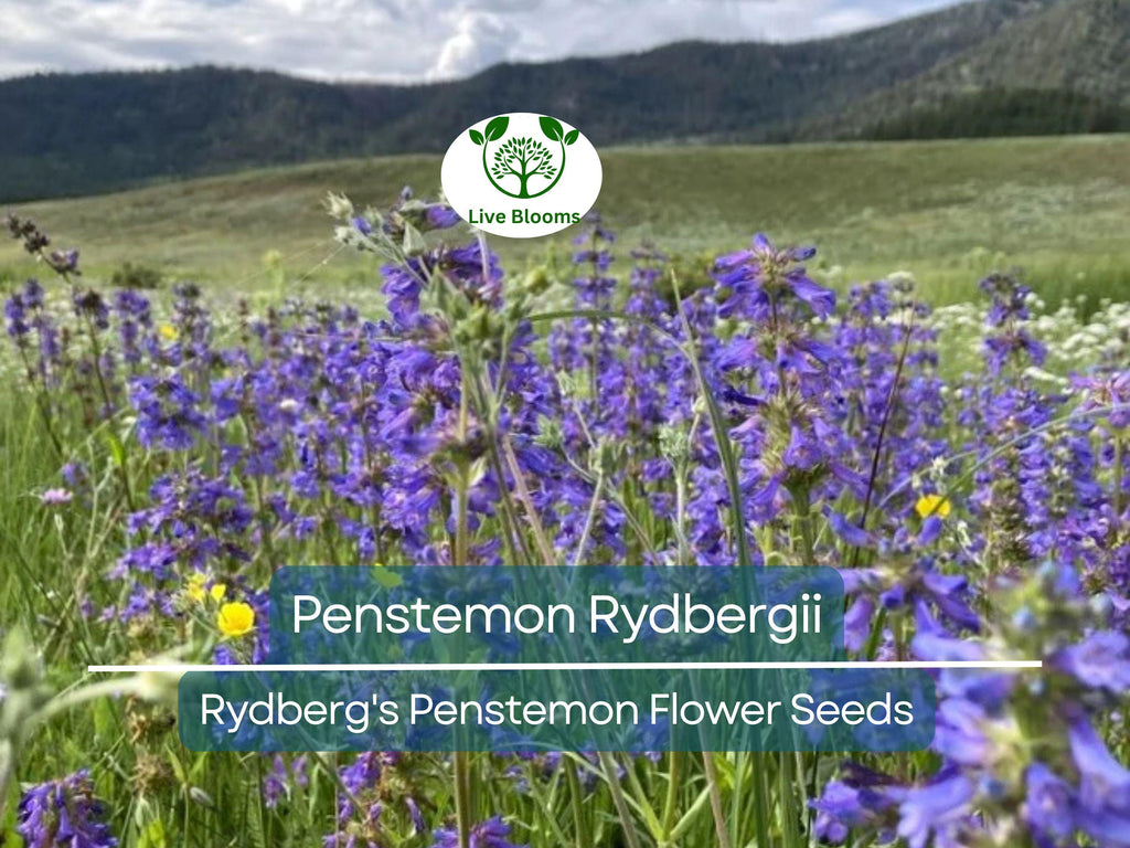100 mg Seeds Penstemon Rydbergii (Rydberg's Penstemon) for Planting | Native Wildflower for Pollinator Gardens & Low-Maintenance Landscapes