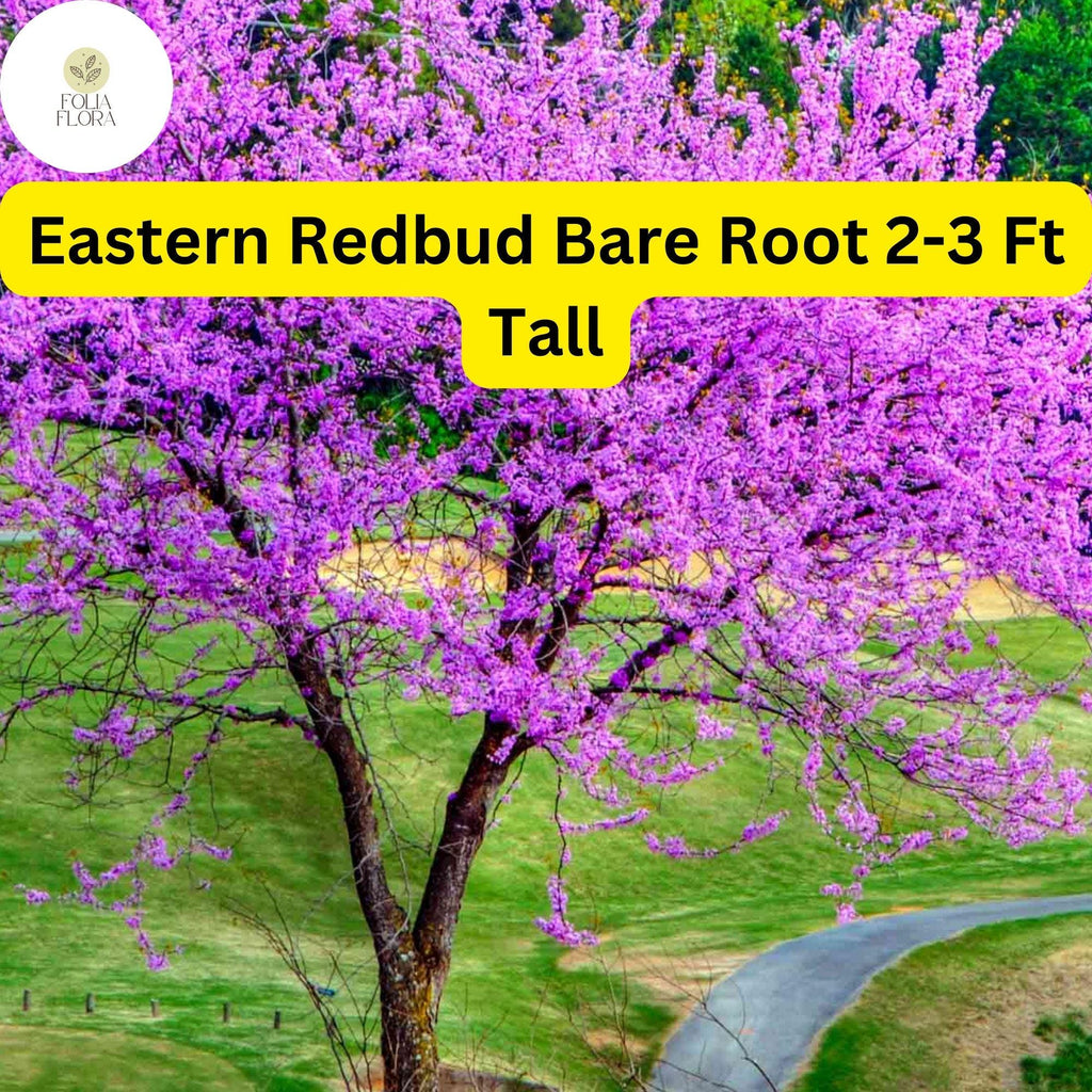1 Eastern Redbud Tree, 2-3 Ft Tall, Live Bare Root Plant, Cercis canadensis, Ready to Plant
