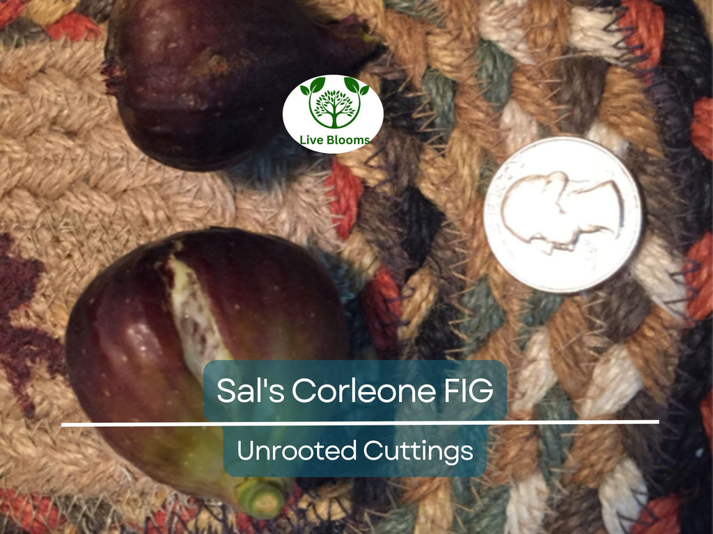 1 Sal's Corleone Fig Unrooted Cutting (Ficus carica) - At Least 3 Nodes, 8 Inches Long - Premium Fig Tree Cutting for Propagation