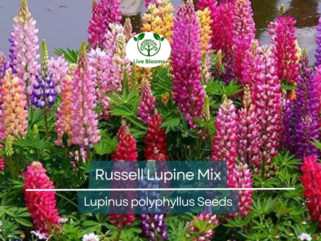 50 Seeds Russell Lupine Mixed Colors Perennial (Lupinus polyphyllus), Attracts Hummingbirds & Bees, Non-GMO, Beautiful Garden Flowers