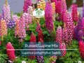 50 Seeds Russell Lupine Mixed Colors Perennial (Lupinus polyphyllus), Attracts Hummingbirds & Bees, Non-GMO, Beautiful Garden Flowers