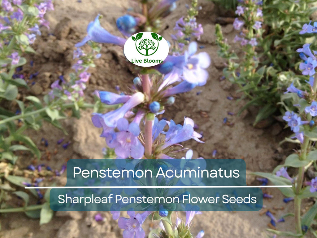 100 mg Seeds Penstemon Acuminatus (Sharpleaf Penstemon) for Planting | Native Perennial Wildflower for Pollinator Gardens & Landscaping