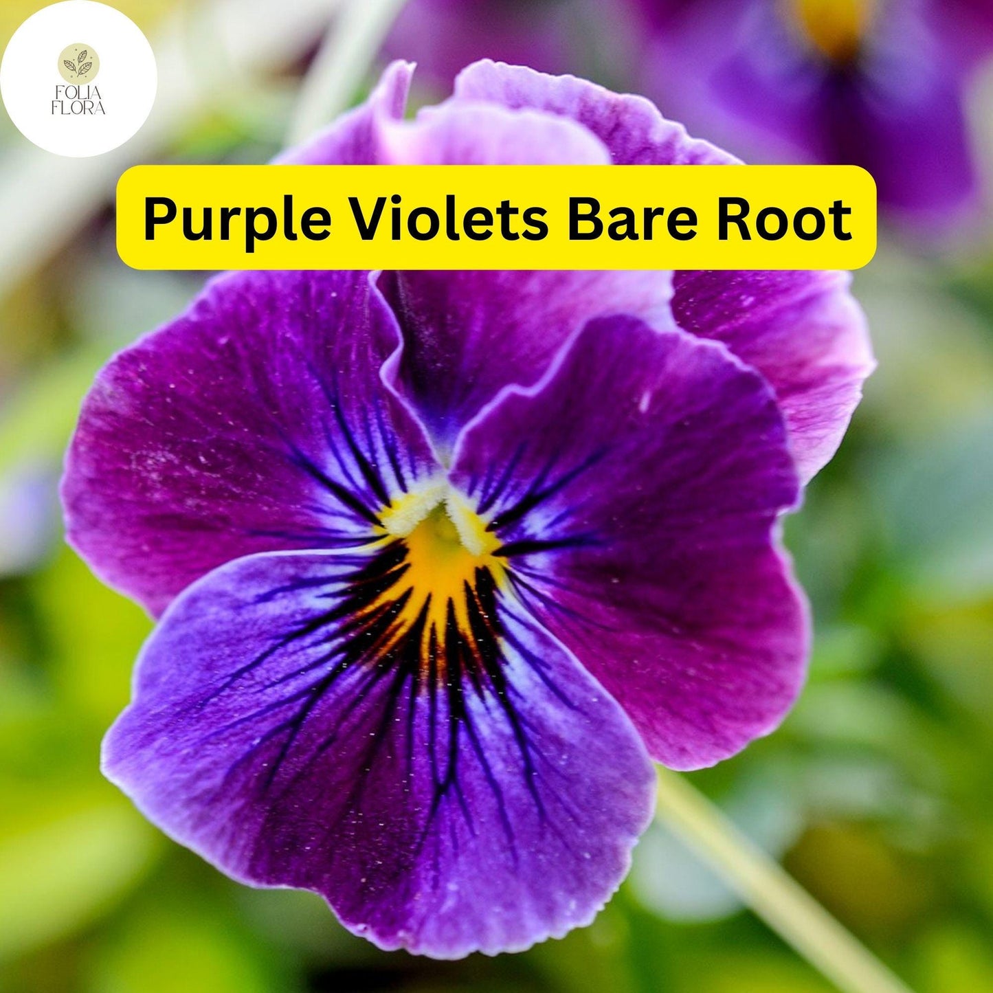 25 Purple Violets, Live Starter Plants Bulbs, Perennial Bare Root, Flower Garden Blooms