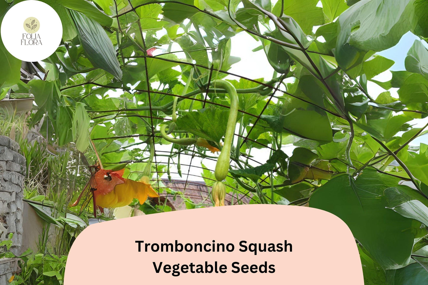 25+ Tromboncino Squash Seeds for Planting | Italian Heirloom Climbing Zucchini | Versatile Summer Vegetable Seeds