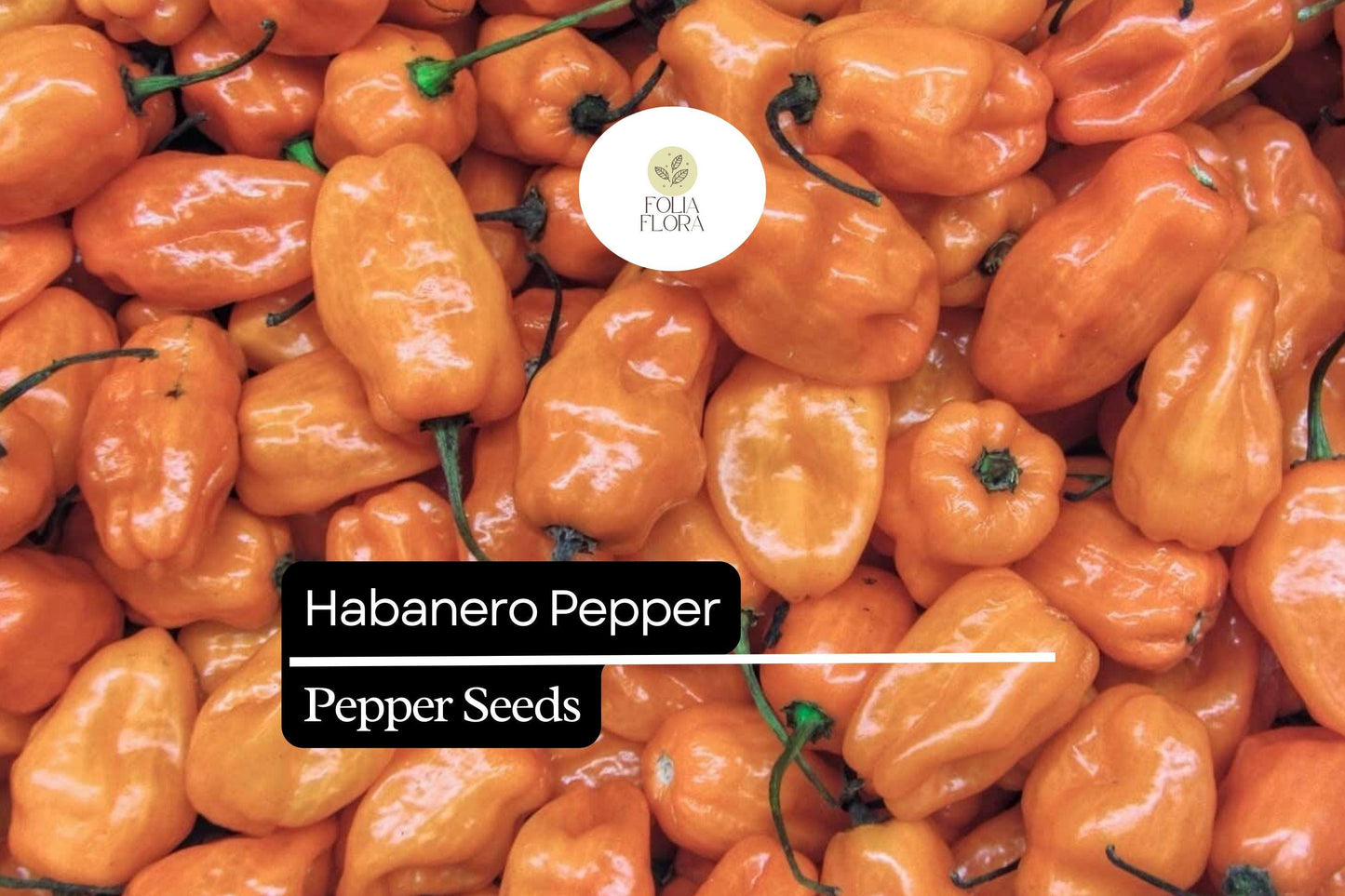 25 Habanero Pepper Seeds – Capsicum chinense – Extra-Hot Chili, Heirloom Variety, Non-GMO, 100,000–350,000 Scoville