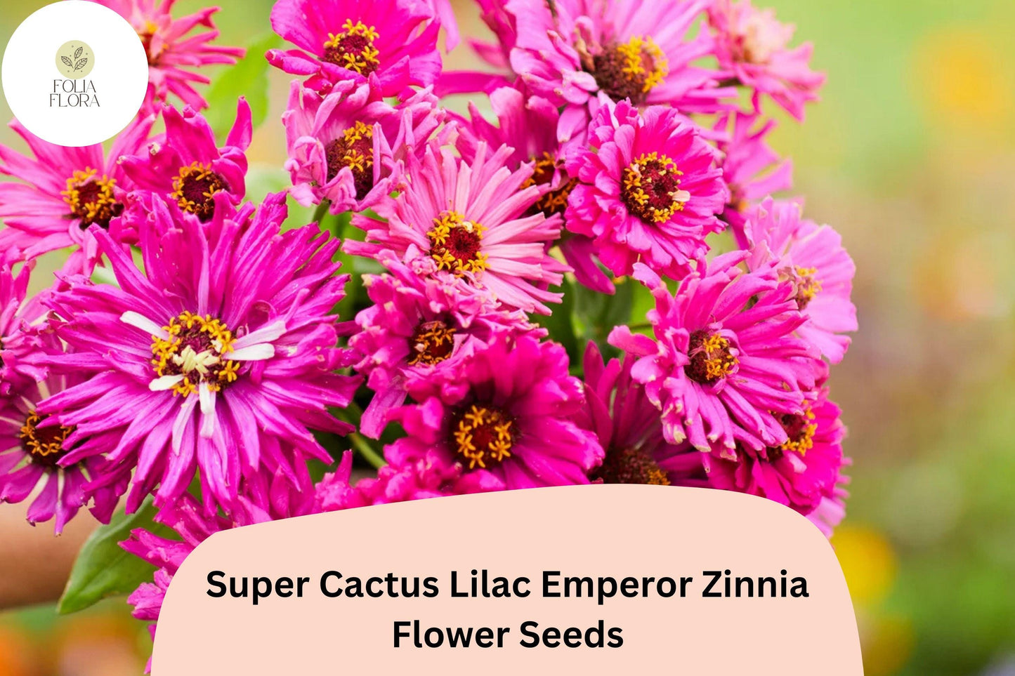 100+ Super Cactus Lilac Emperor Zinnia Seeds – Large Non-GMO Annual Flowers for Garden Planting & Cut Bouquets