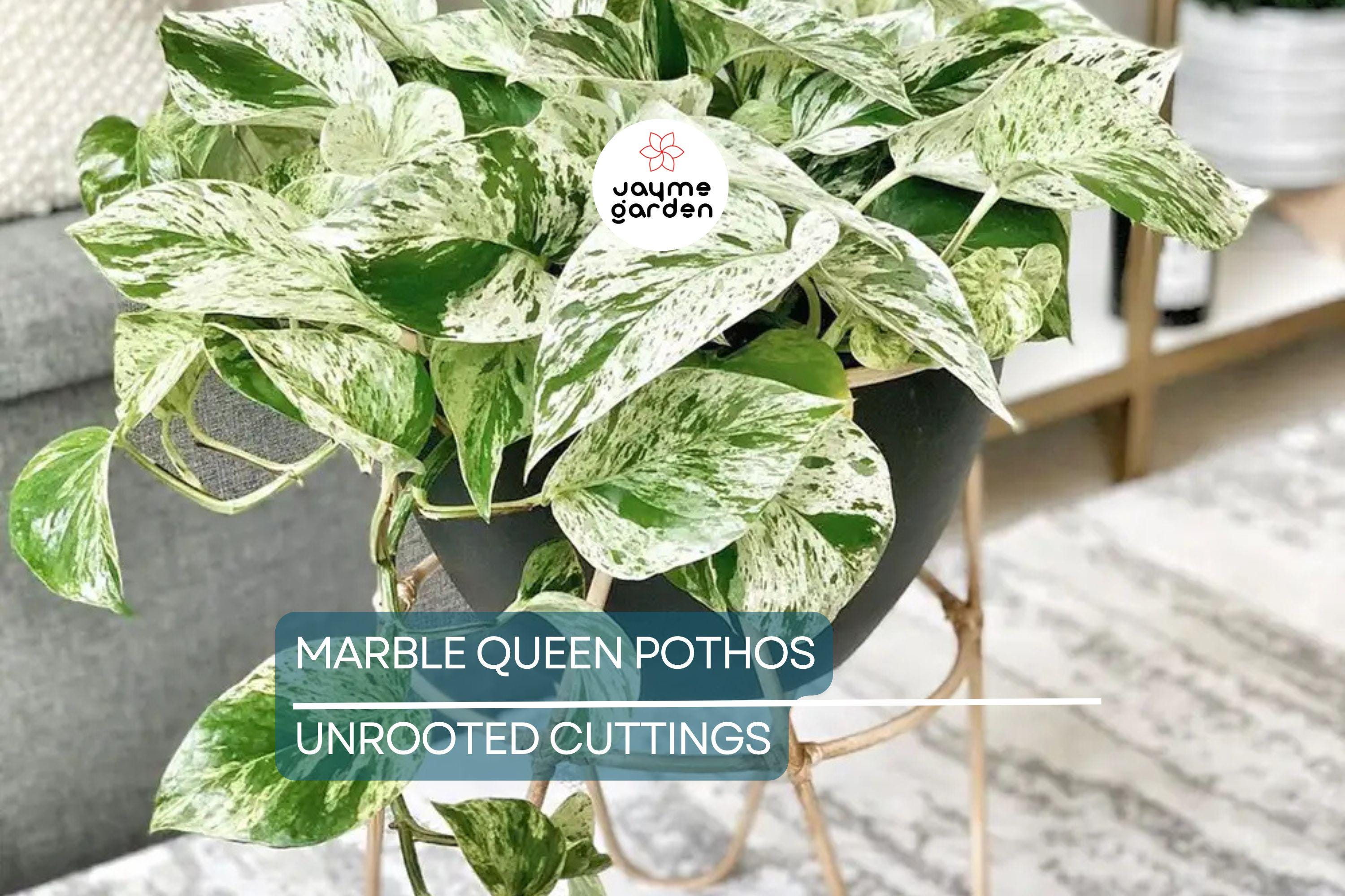 Marble Queen Pothos 5 Node Cutting - Variegated Philodendron Plant, Fresh USA Seller