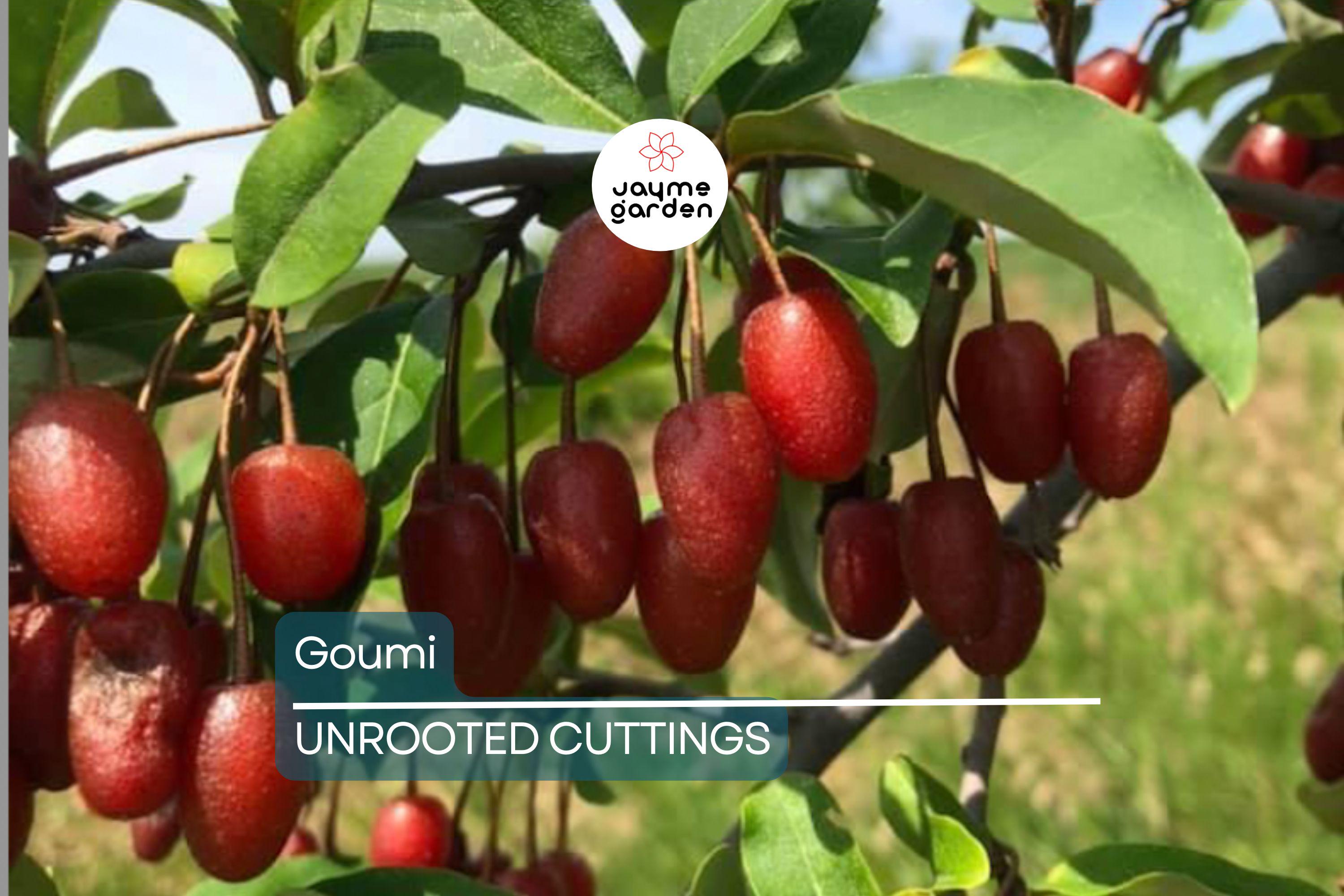 4 Goumi Cuttings | Edible Red Fruits, Nitrogen-Fixing, Cold Hardy Permaculture Tree for Edible Landscaping, No Ship to Ca, Az, Fl & Hi