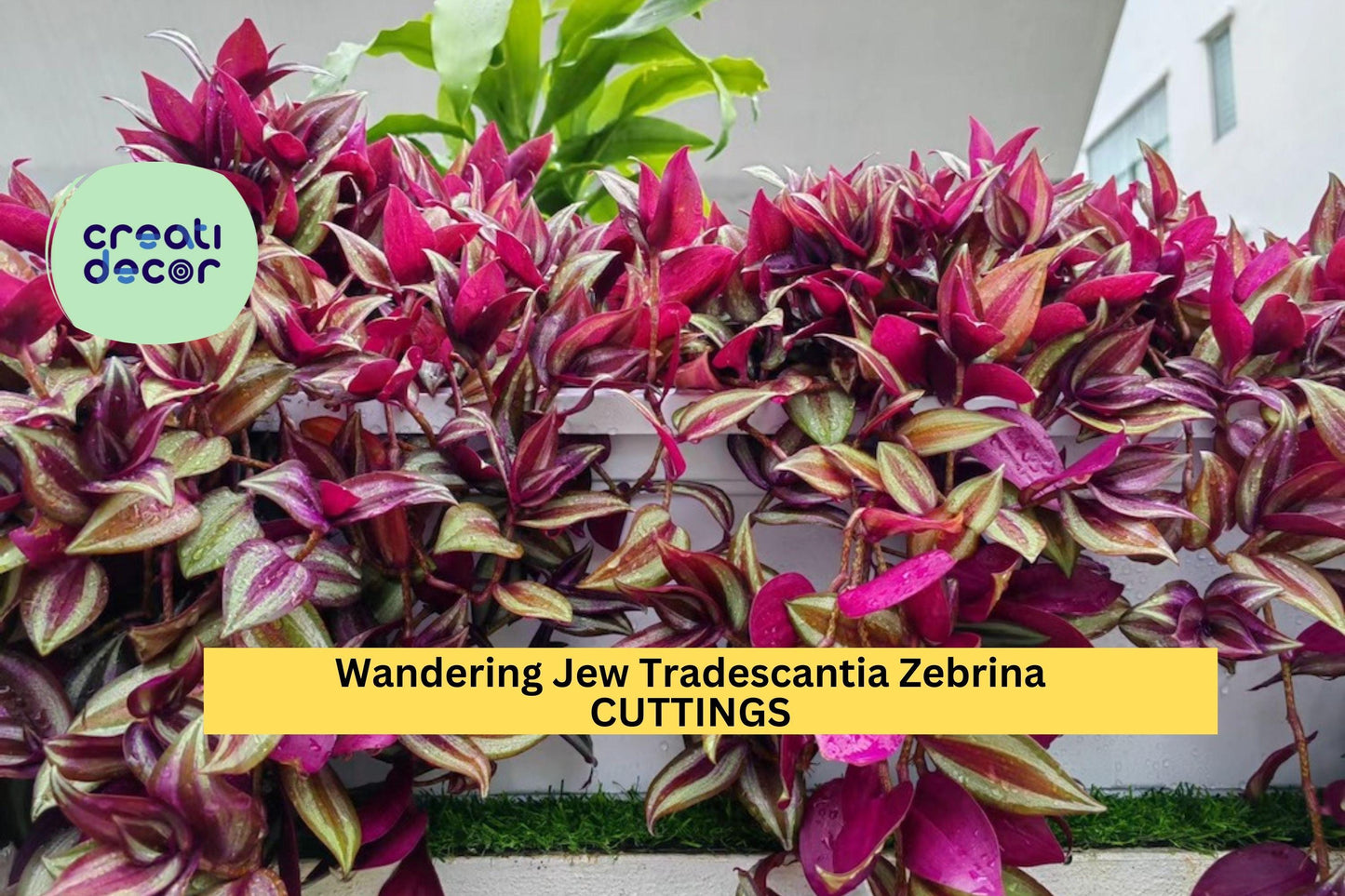 20 Wandering Jew Cuttings – Tradescantia zebrina 8–12" Long Fresh Stems – Easy to Root Trailing Plant – Free Shipping – USA