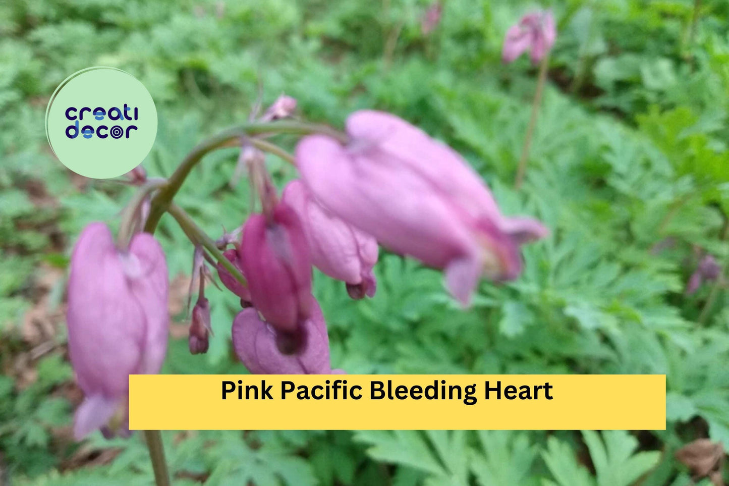 5 Pink Bleeding Heart Plants – Dicentra spectabilis Live Bare Root Perennial Wildflowers with Heart-Shaped Blooms for Shade Gardens