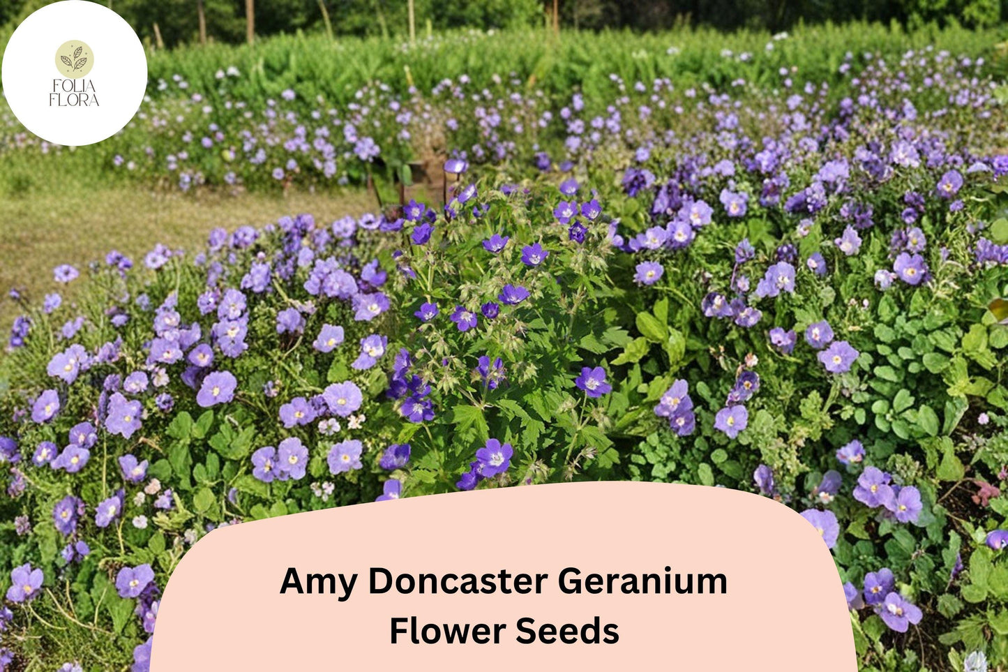 25+ Amy Doncaster Geranium Seeds | Hardy Perennial Cranesbill | Purple Garden Flower Seeds