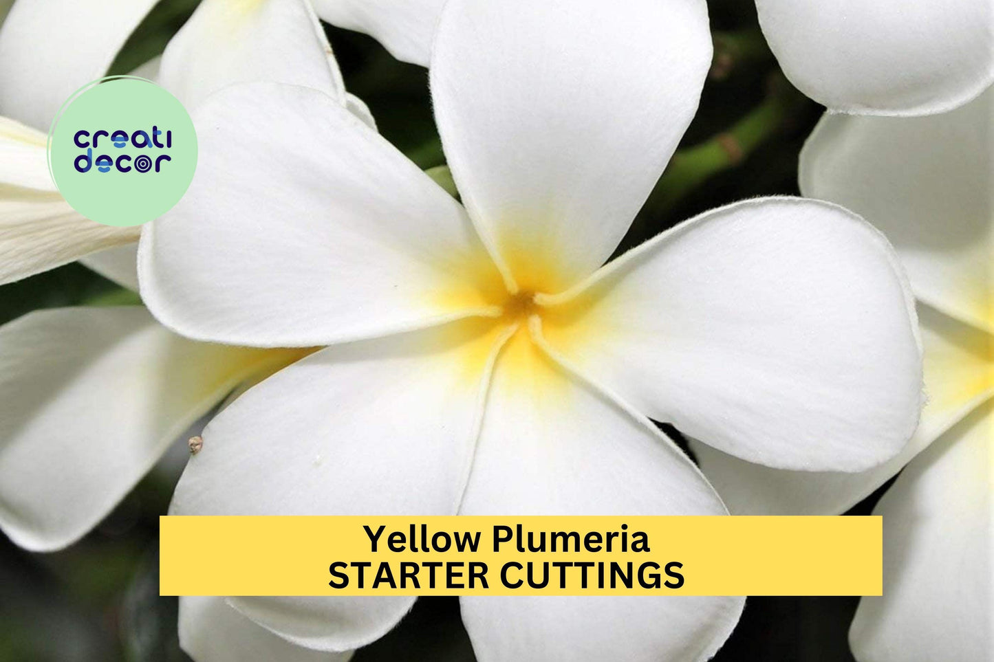 Yellow Plumeria Cutting 10" – Fresh Single Head Unrooted Starter for Garden or Pot, Tropical Fragrant Blooms – USA