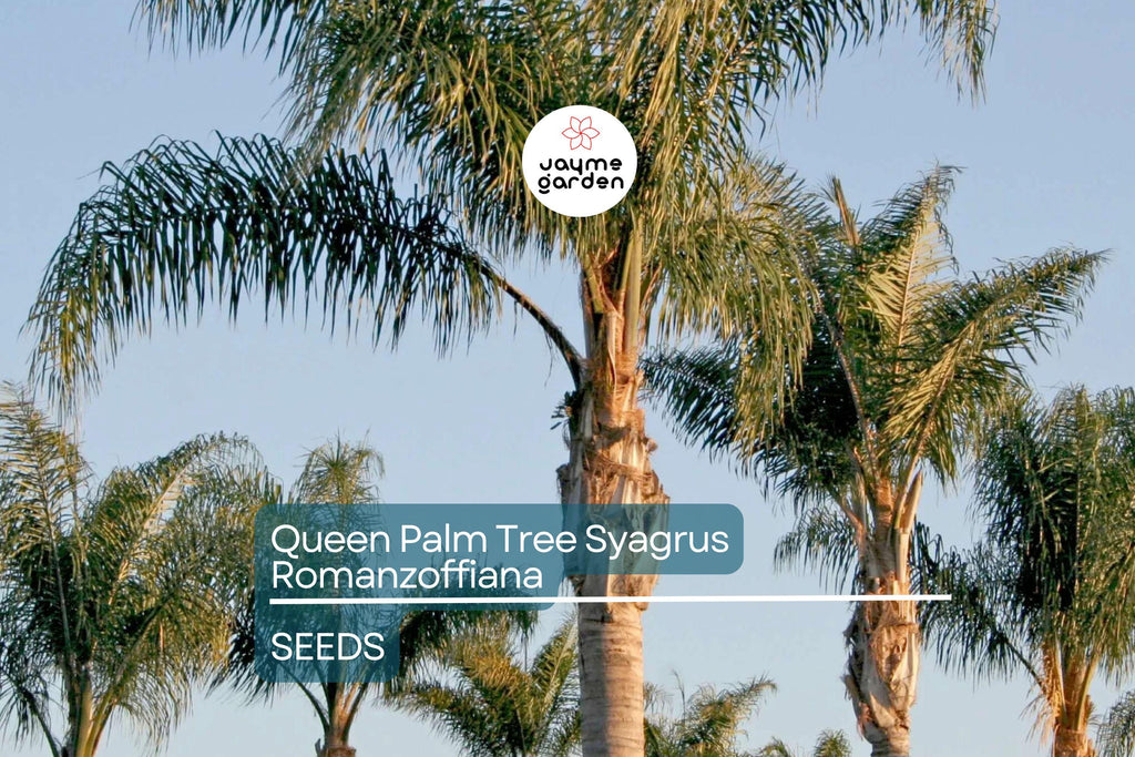 25+ Tropical Queen Palm Seeds - Syagrus Romanzoffiana - Ready to Grow, Fast-Growing Palm Tree