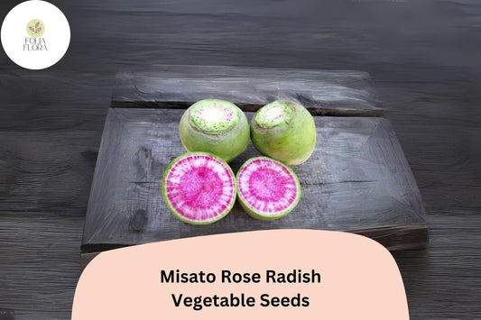 500+ Misato Rose Radish Seeds – Heirloom Garden Radish, Fast-Growing Edible Roots