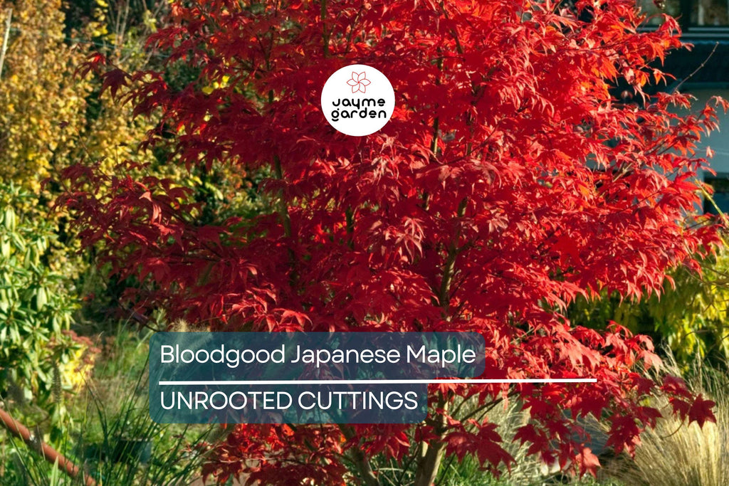 5 Bloodgood Japanese Maple Tree Cuttings | Live Unrooted | Perfect for Rooting or Grafting | Fresh Cuttings 5-12 Inches Long