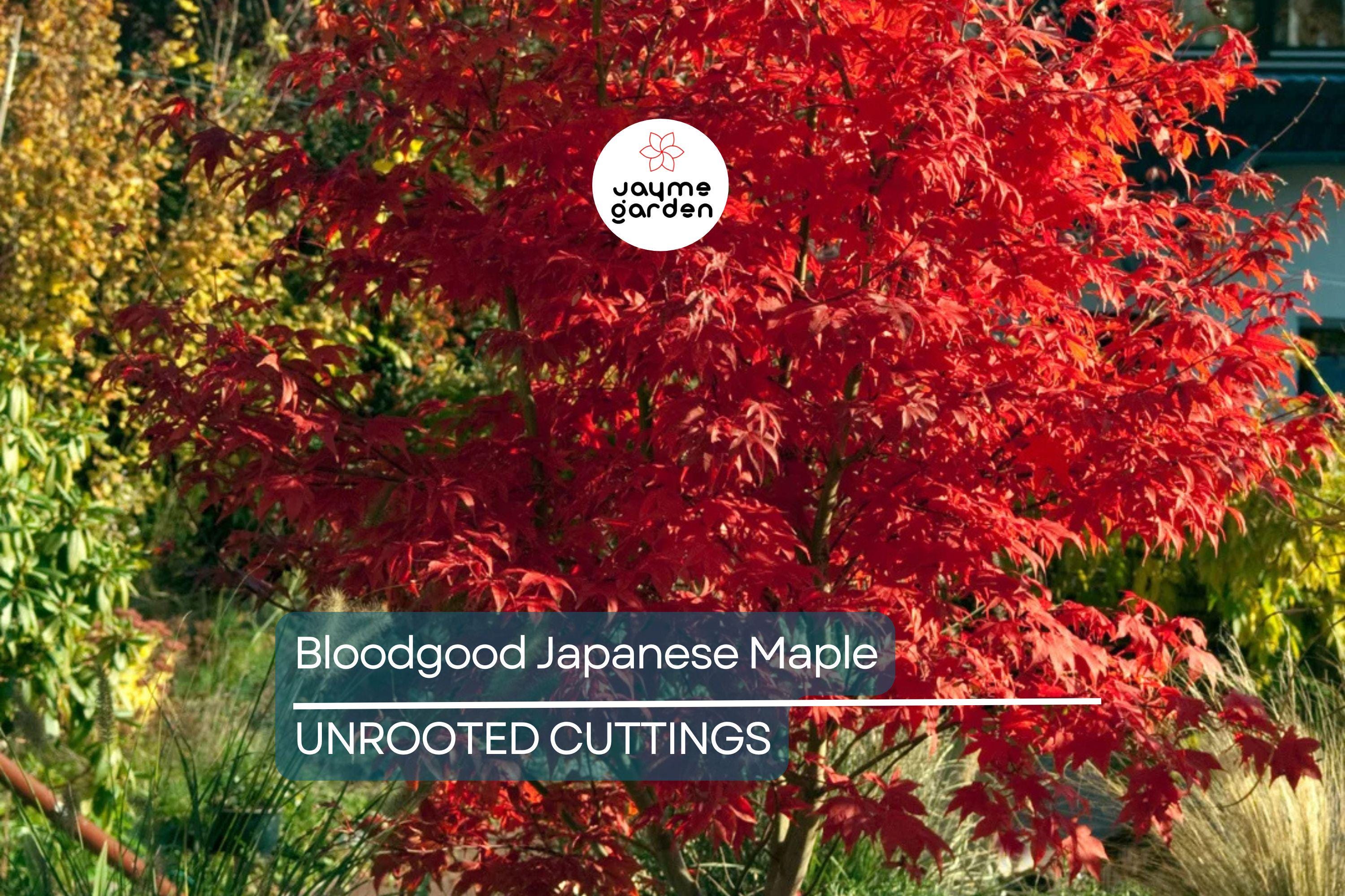 5 Bloodgood Japanese Maple Tree Cuttings | Live Unrooted | Perfect for Rooting or Grafting | Fresh Cuttings 5-12 Inches Long
