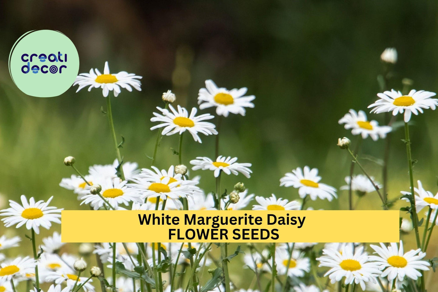 200+ White Marguerite Daisy Seeds – Classic White Blooms with Yellow Centers for Garden Planting, Long-Blooming Annuals – USA