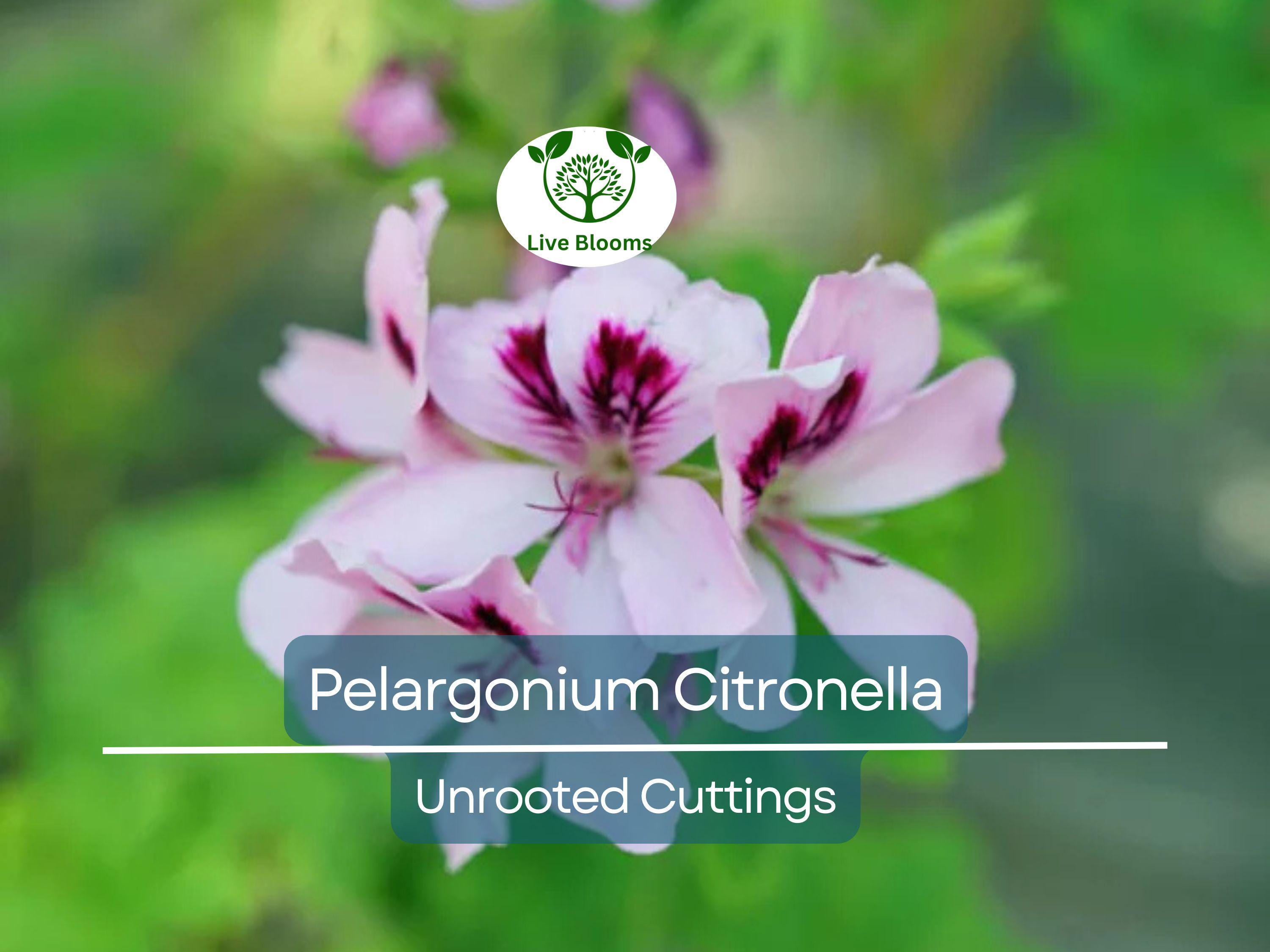 3 Pelargonium Citronella Lemon Scented Geranium Unrooted Cuttings, Pink Flowers, 3"-5", Natural Mosquito Repellent, Easy to Root Geranium