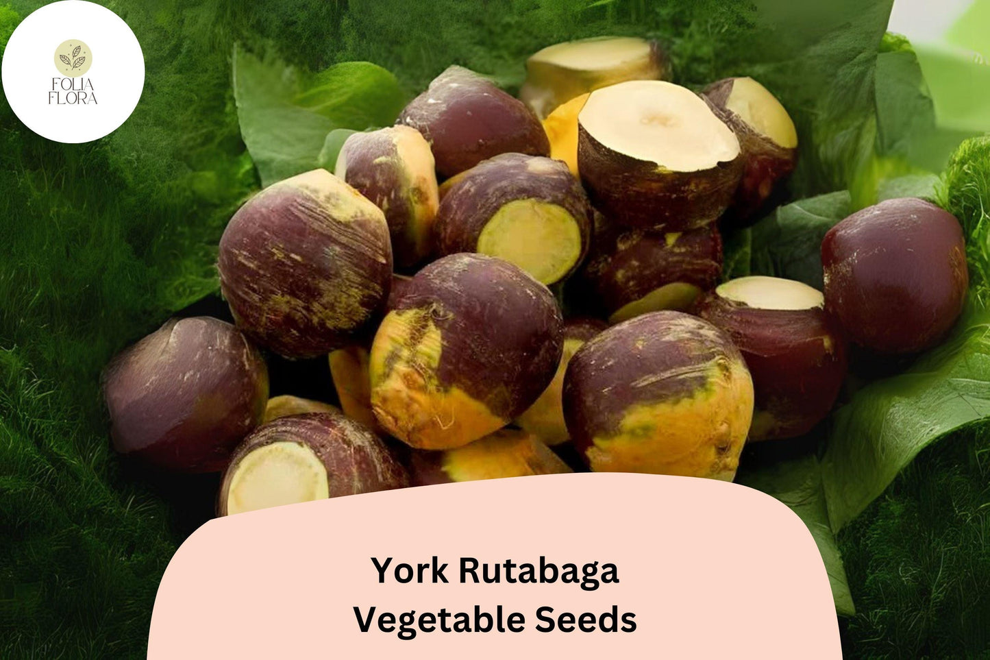 500+ York Rutabaga Seeds – Heirloom Root Vegetable Seeds for Garden Planting