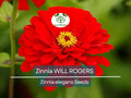 200 Seeds Zinnia WILL ROGERS Hummingbird Red Bees & Butterflies Non-GMO, Zinnia elegans, Bright Red Blooms, Attracts Pollinators