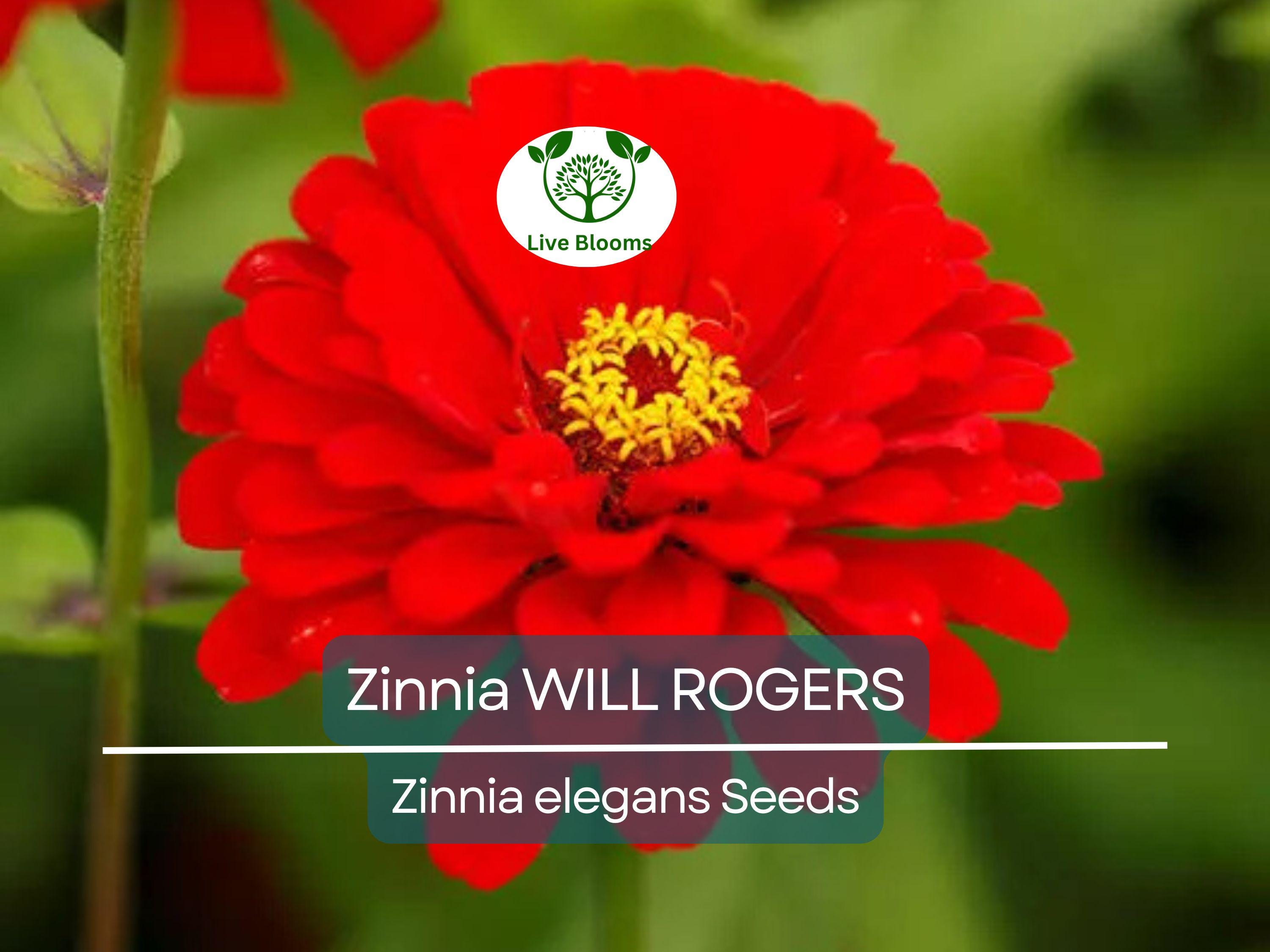 200 Seeds Zinnia WILL ROGERS Hummingbird Red Bees & Butterflies Non-GMO, Zinnia elegans, Bright Red Blooms, Attracts Pollinators